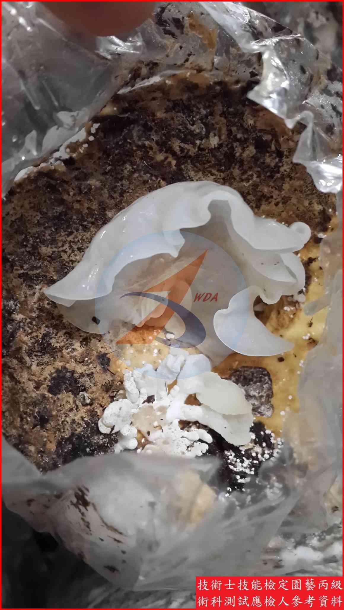 白木耳 園藝丙級識別圖片 3