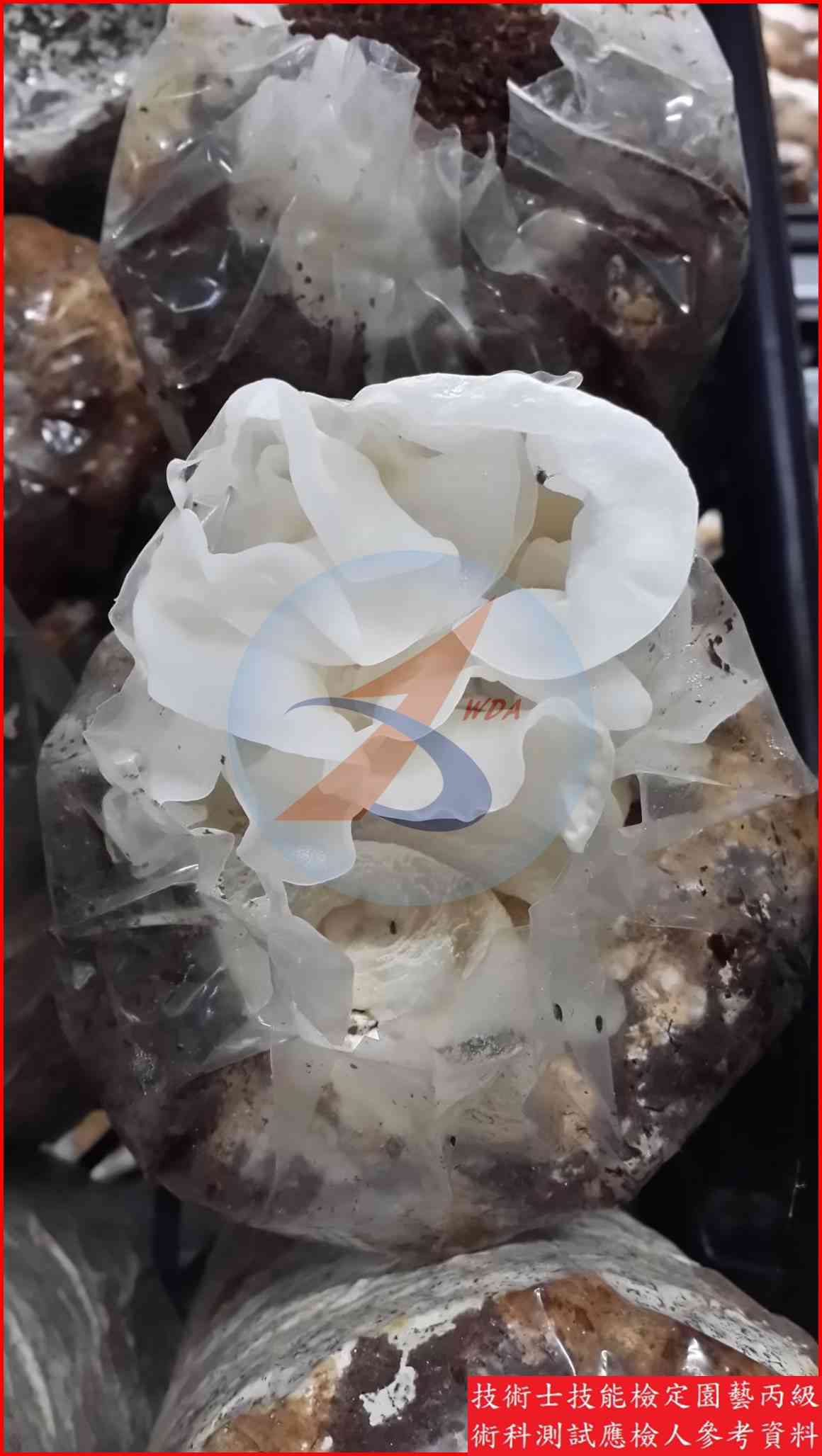 白木耳 園藝丙級識別圖片 5