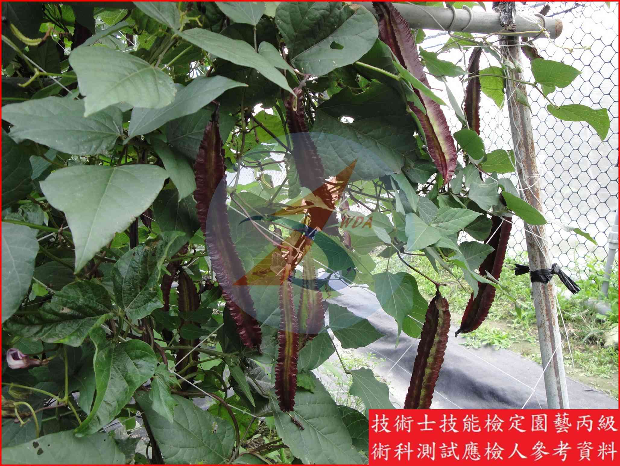 翼豆 園藝丙級辨識圖片