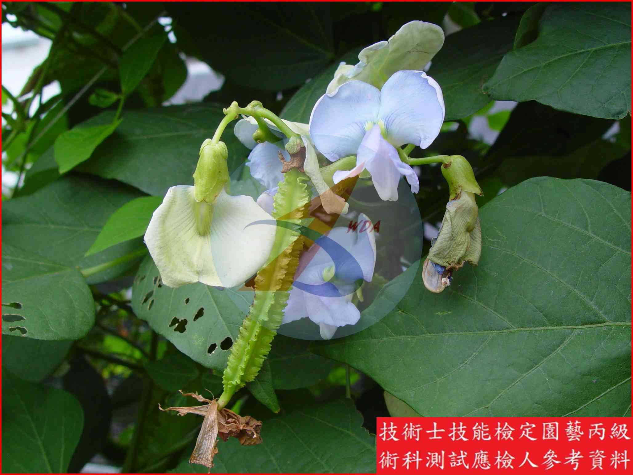 翼豆 園藝丙級識別圖片 2
