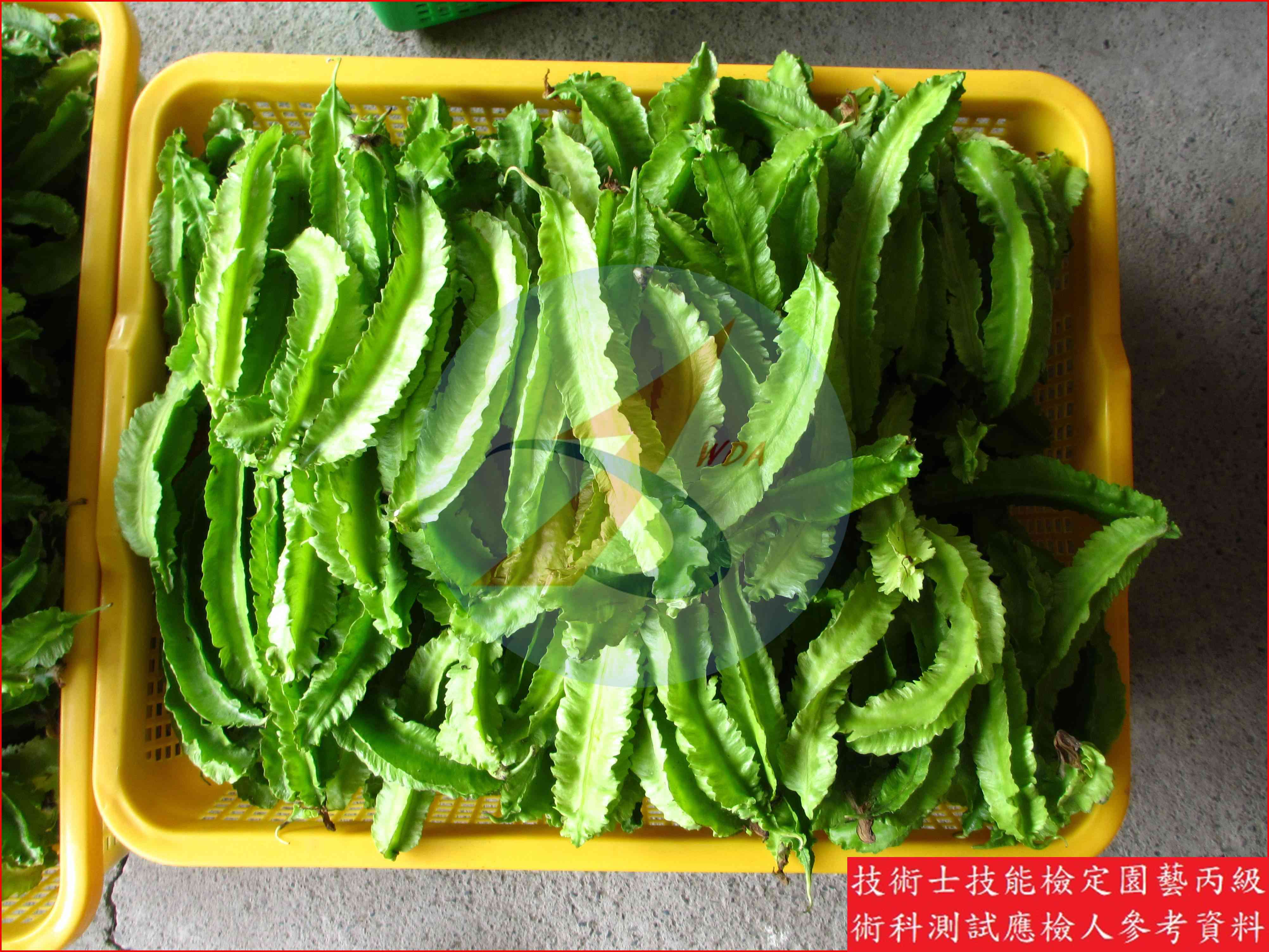 翼豆 園藝丙級識別圖片 5