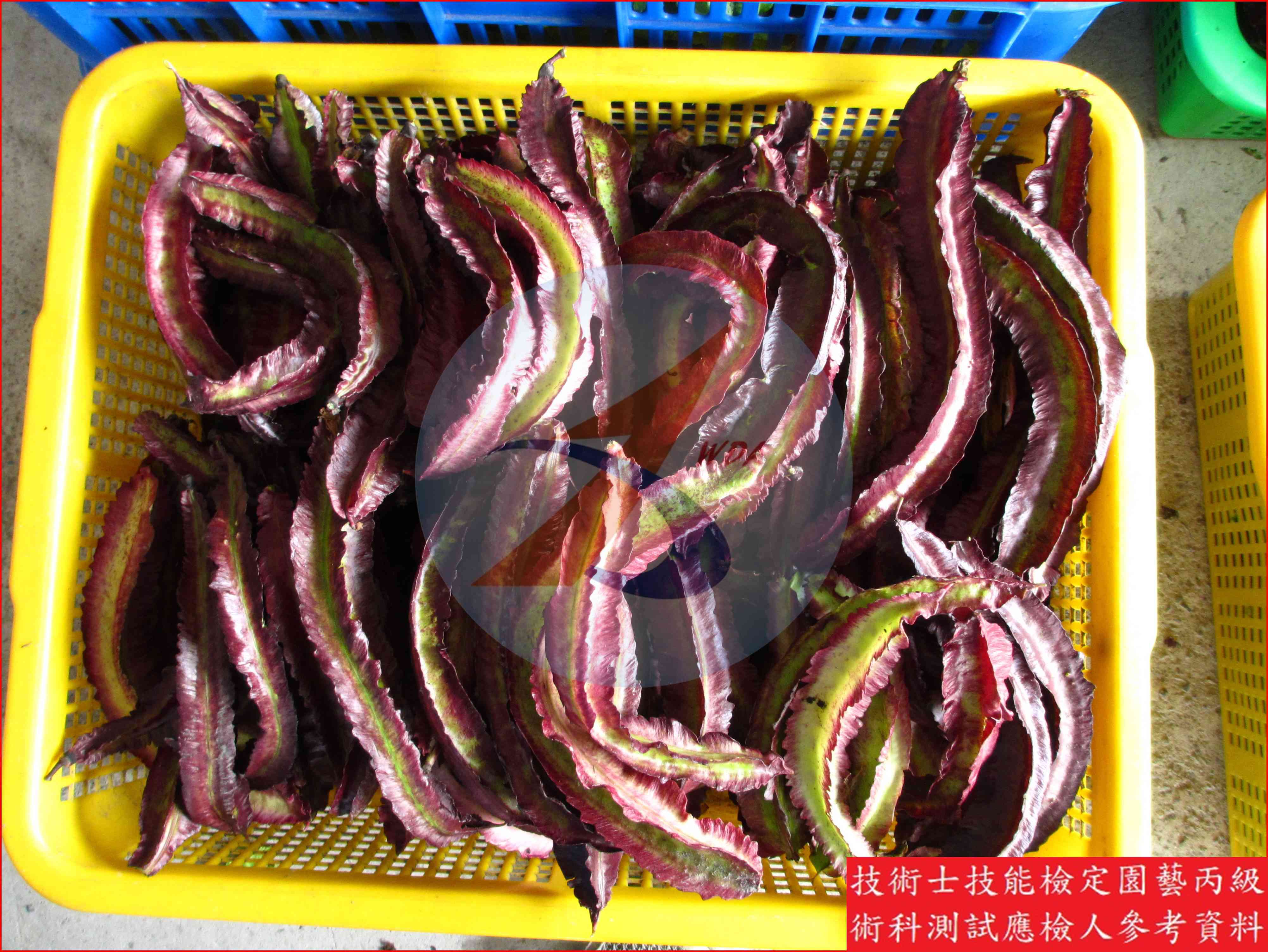 翼豆 園藝丙級識別圖片 6