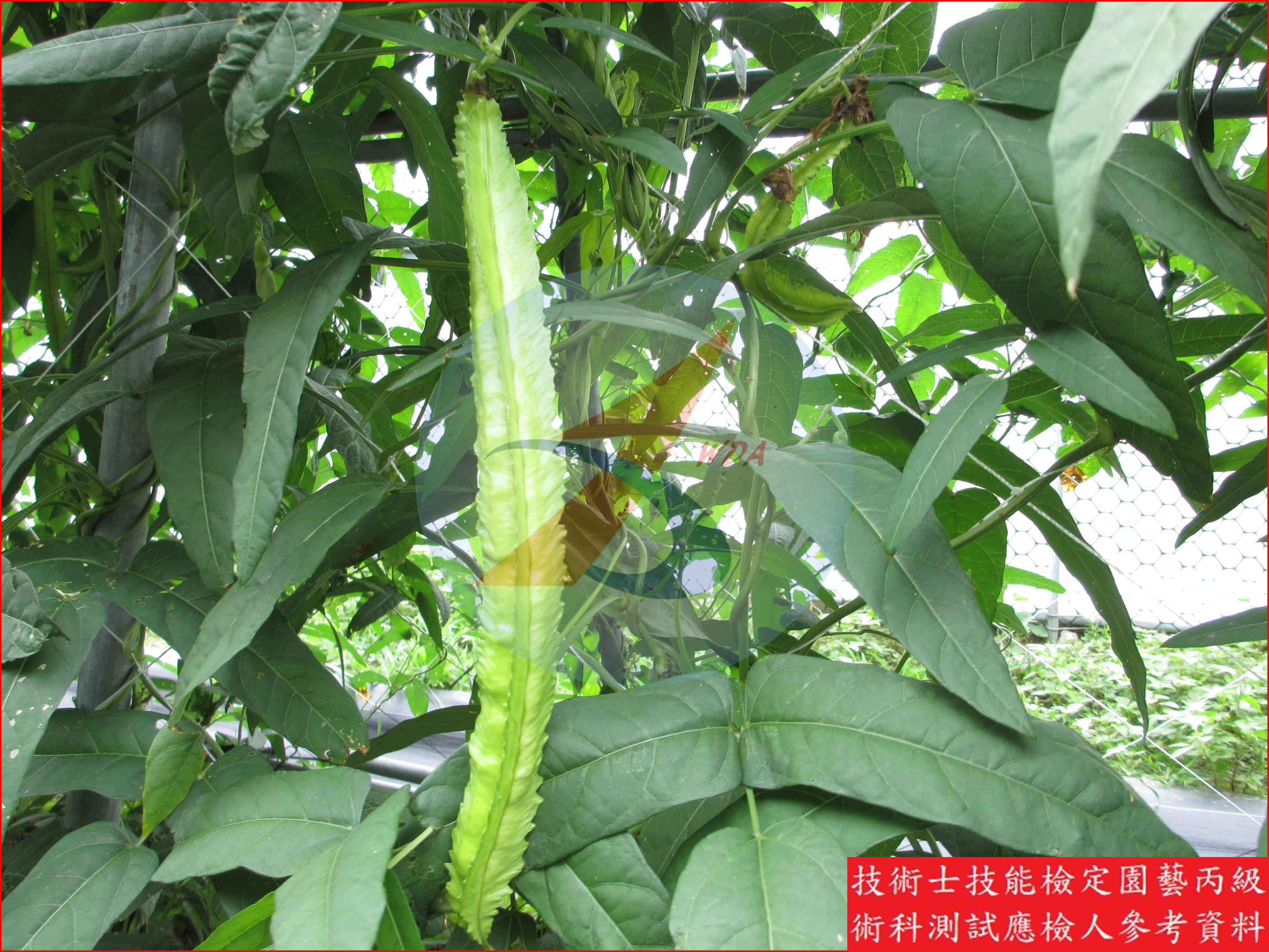 翼豆 園藝丙級識別圖片 7