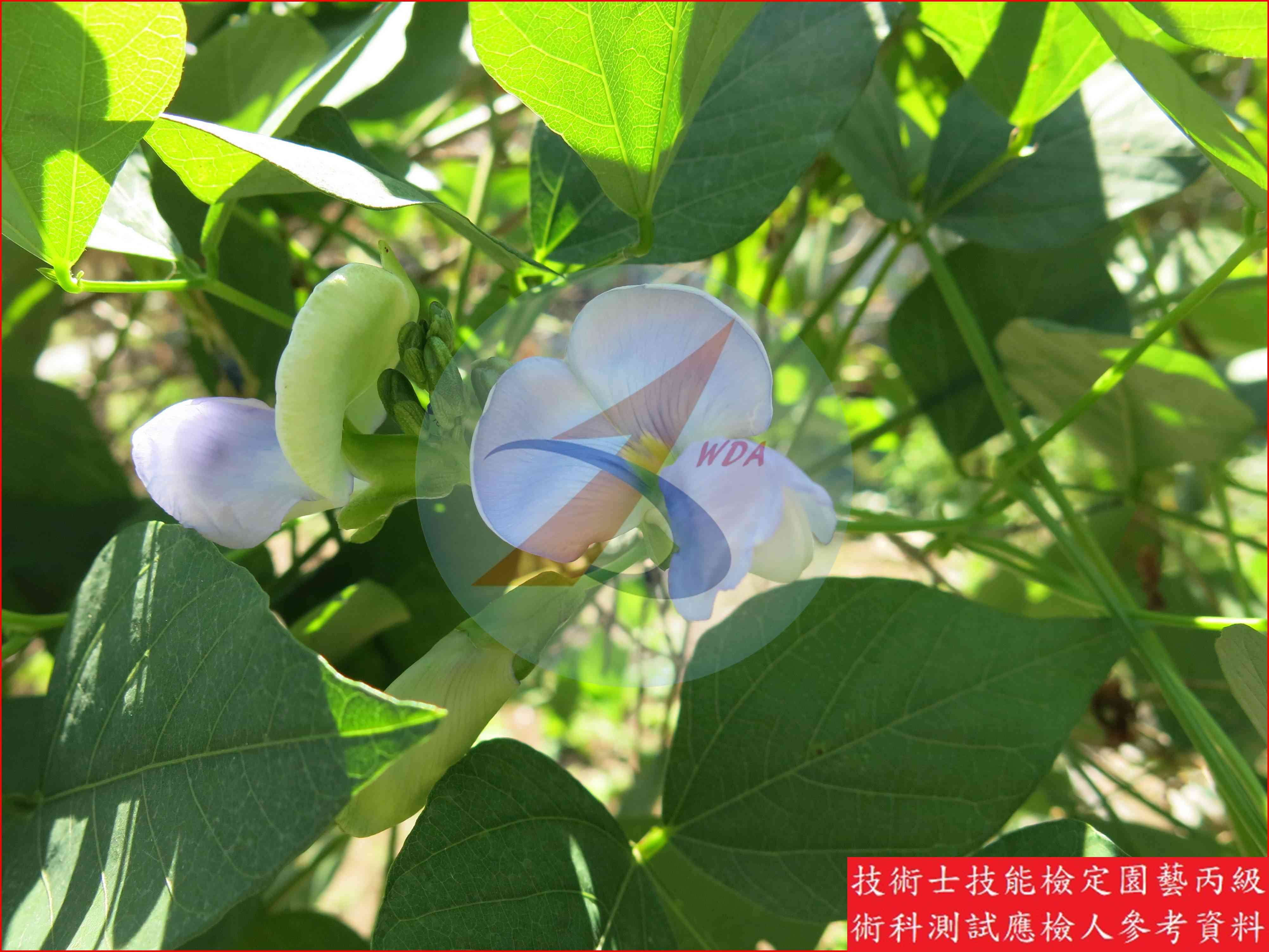 翼豆 園藝丙級識別圖片 8