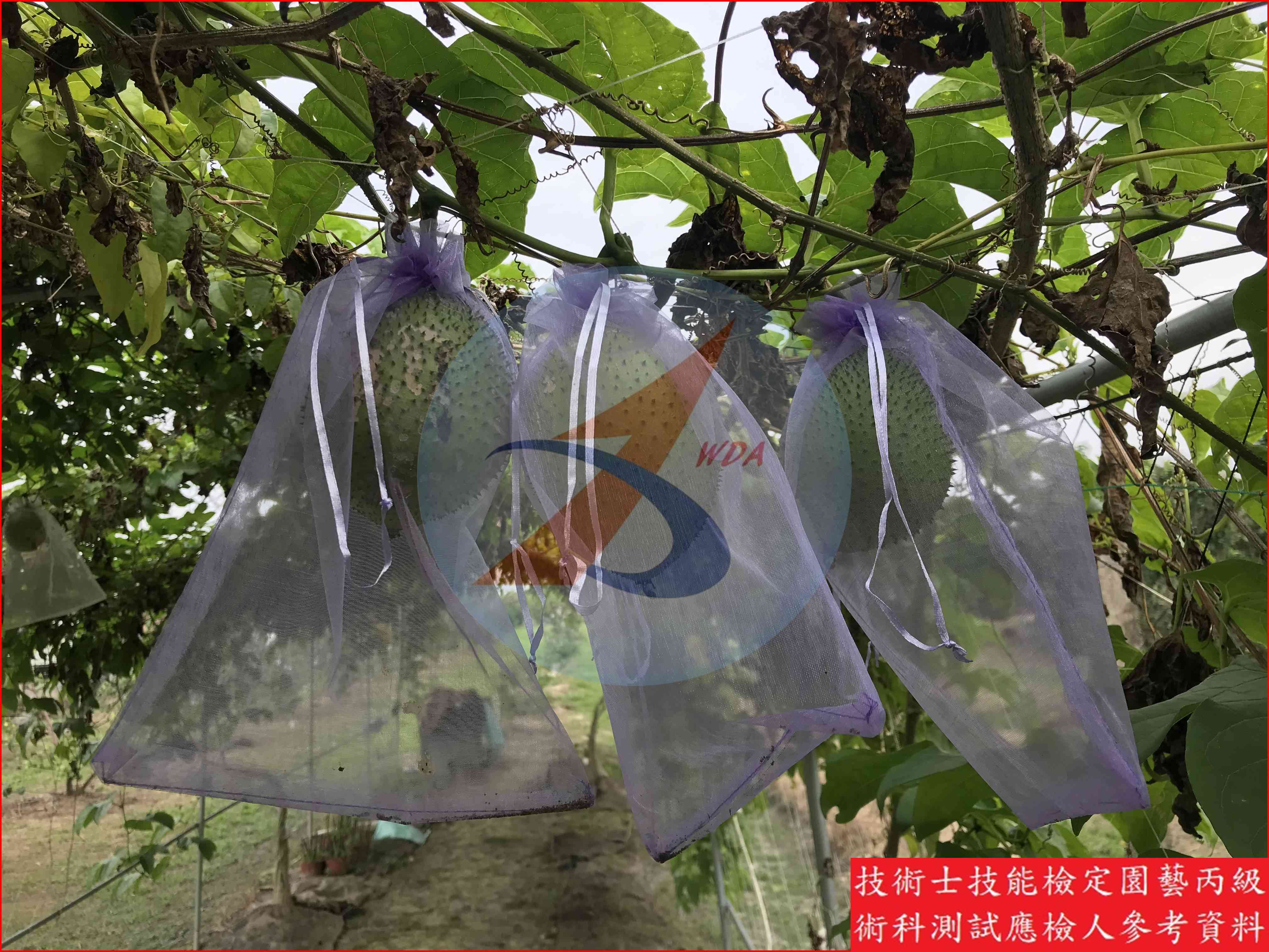 木鱉果 園藝丙級辨識圖片