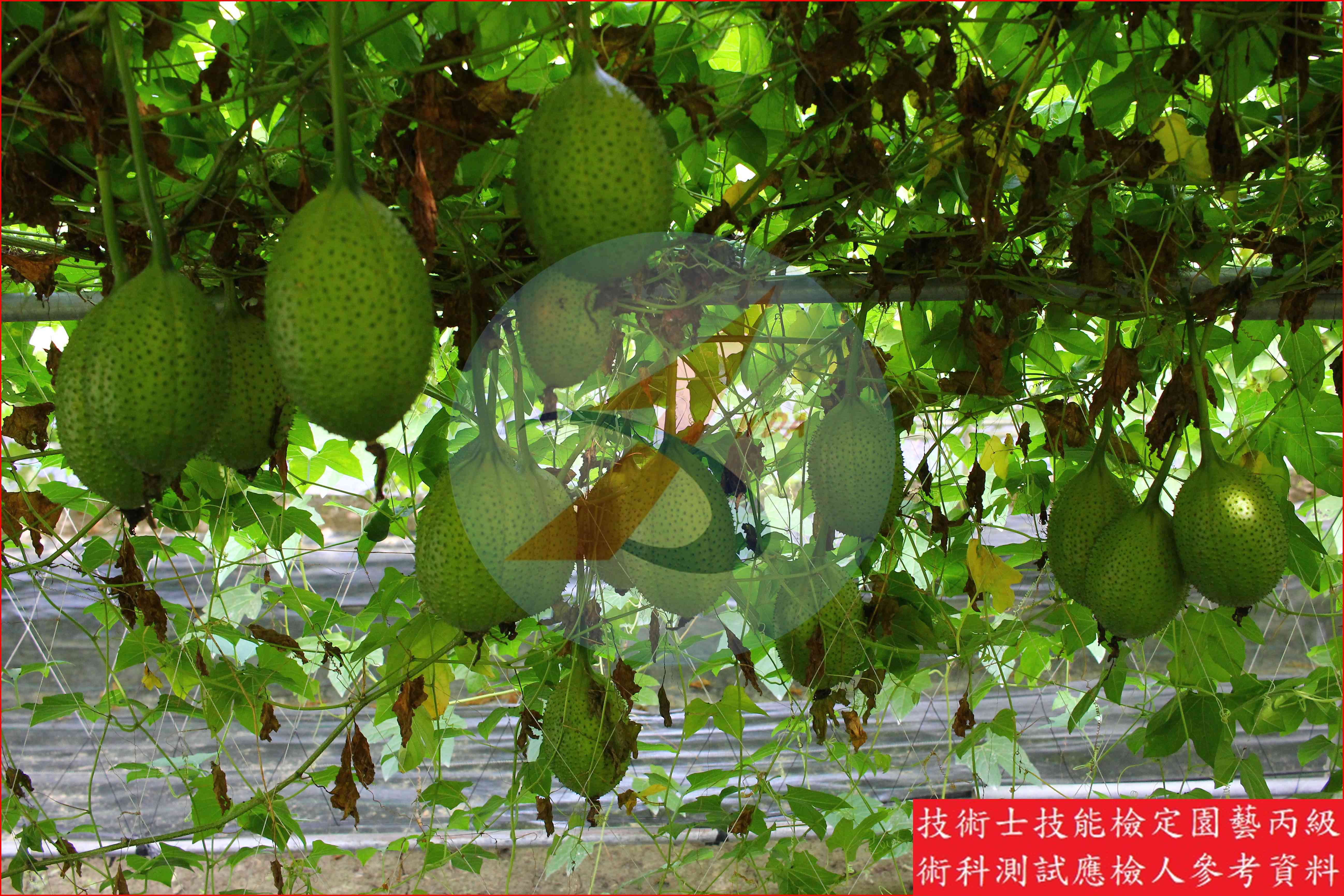 木鱉果 園藝丙級識別圖片 10