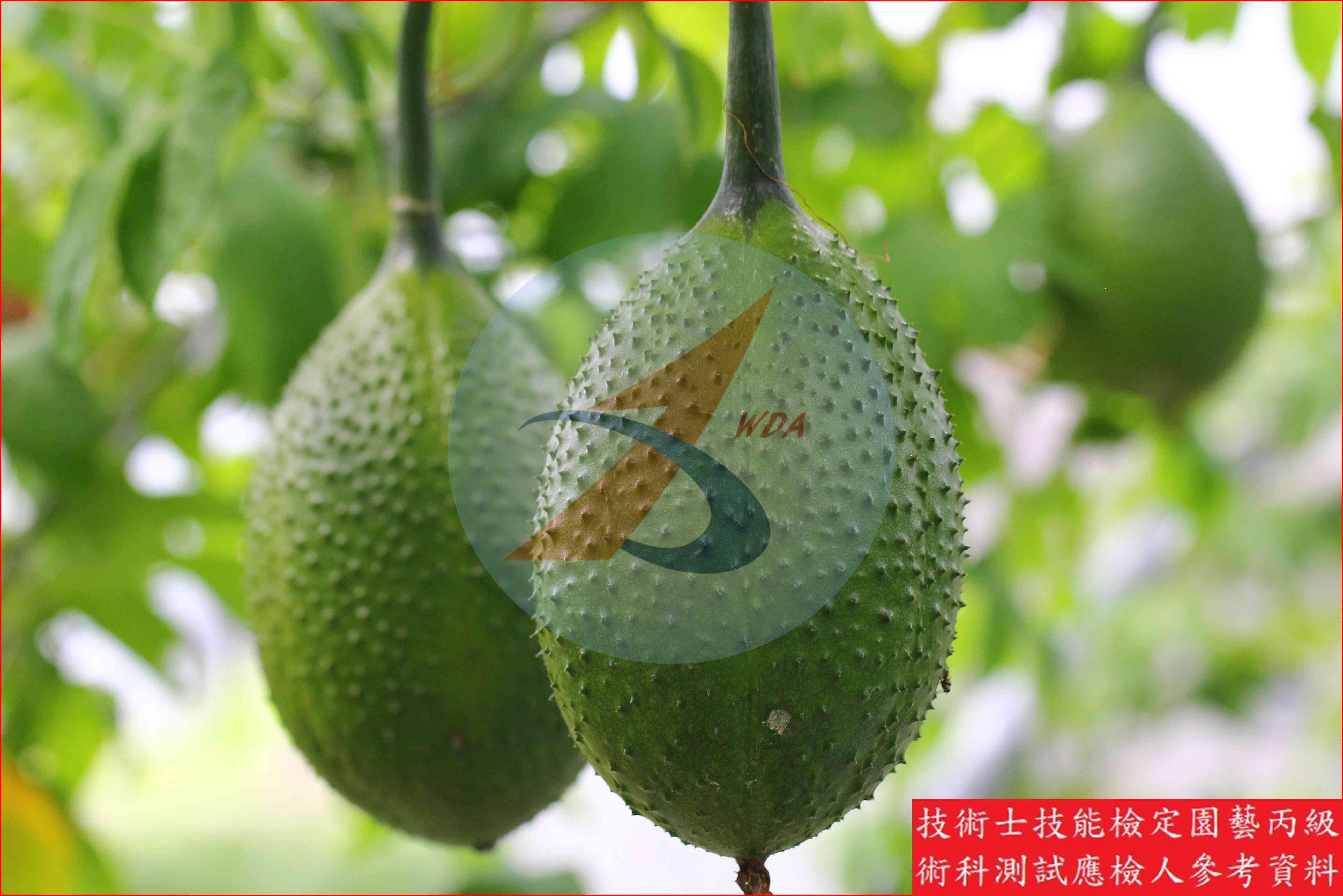 木鱉果 園藝丙級識別圖片 11