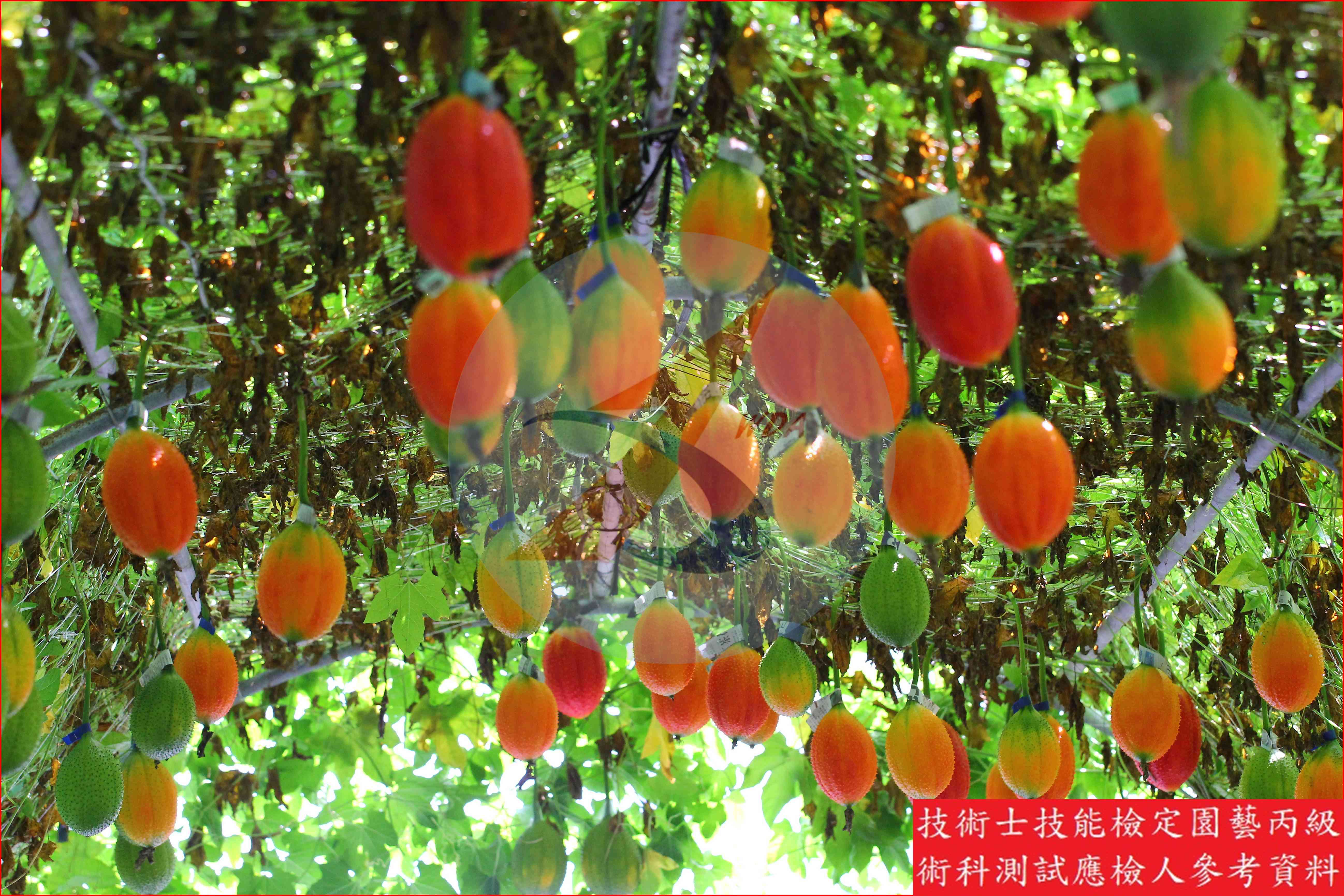木鱉果 園藝丙級識別圖片 12