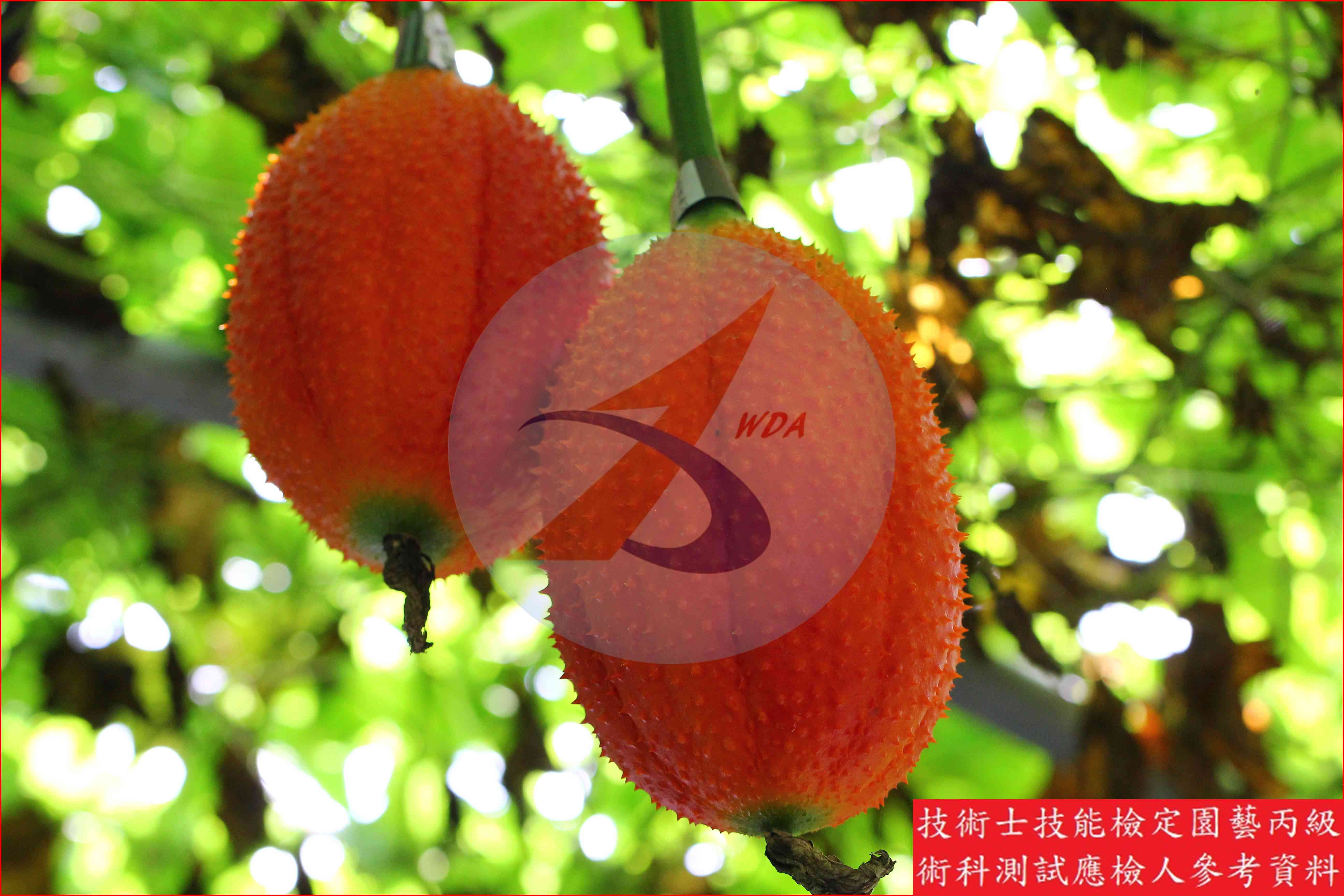 木鱉果 園藝丙級識別圖片 13