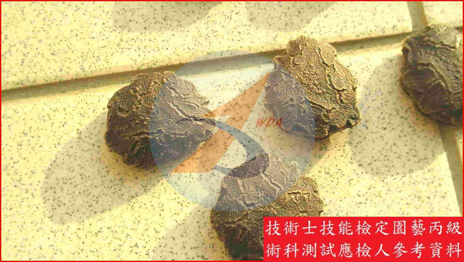 木鱉果 園藝丙級識別圖片 3