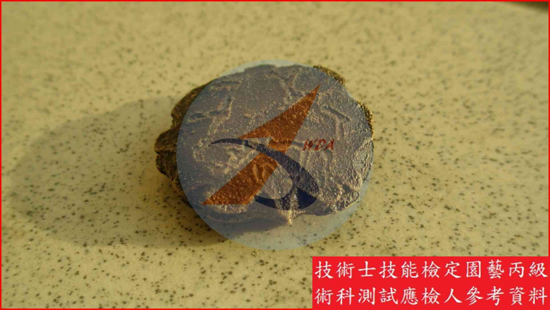 木鱉果 園藝丙級識別圖片 4