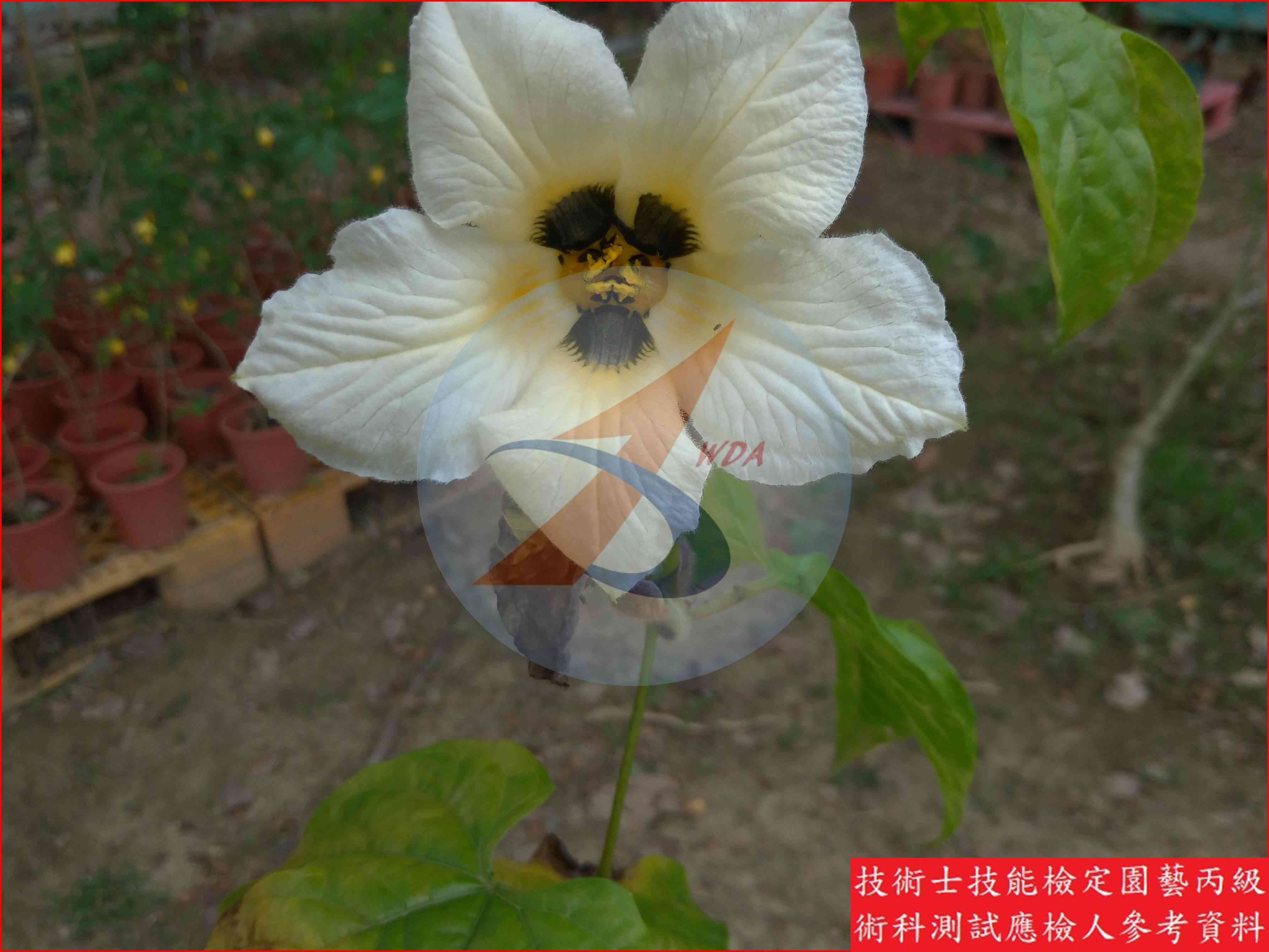 木鱉果 園藝丙級識別圖片 5