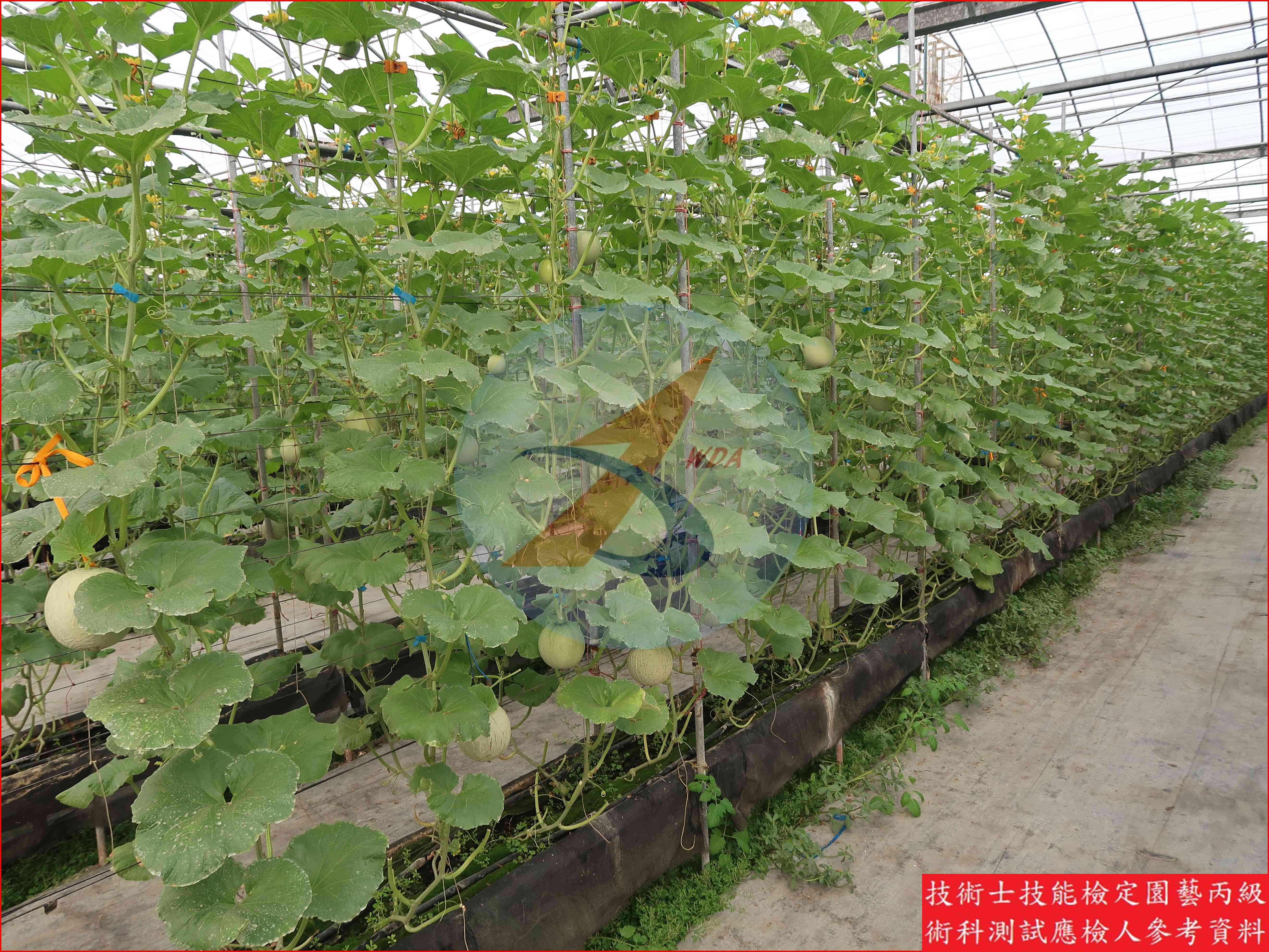 甜瓜 園藝丙級識別圖片 12