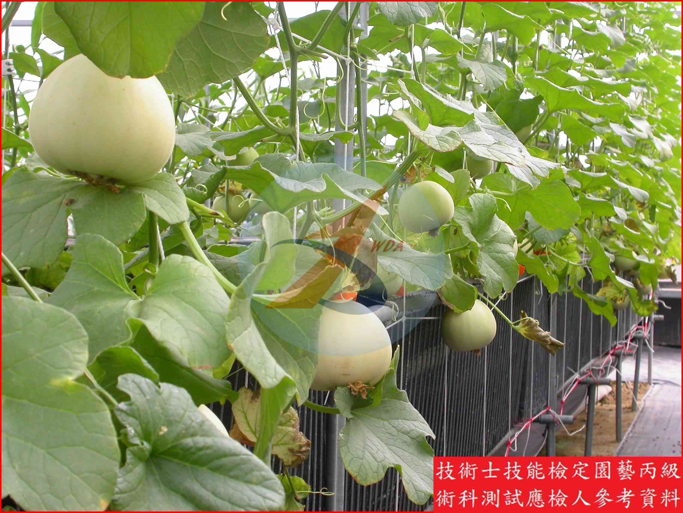 甜瓜 園藝丙級識別圖片 13