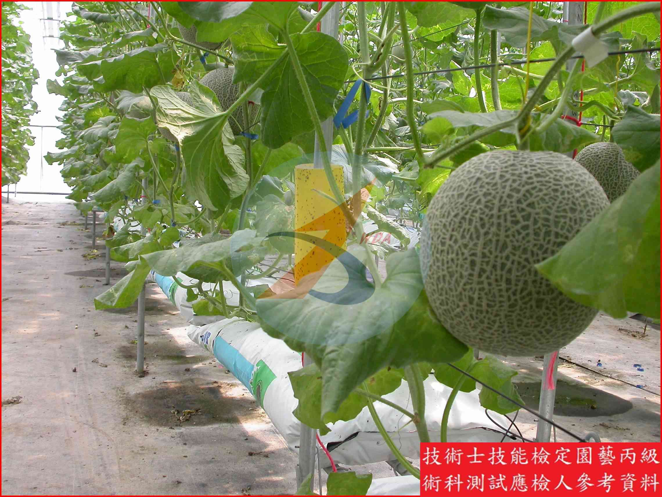 甜瓜 園藝丙級識別圖片 2