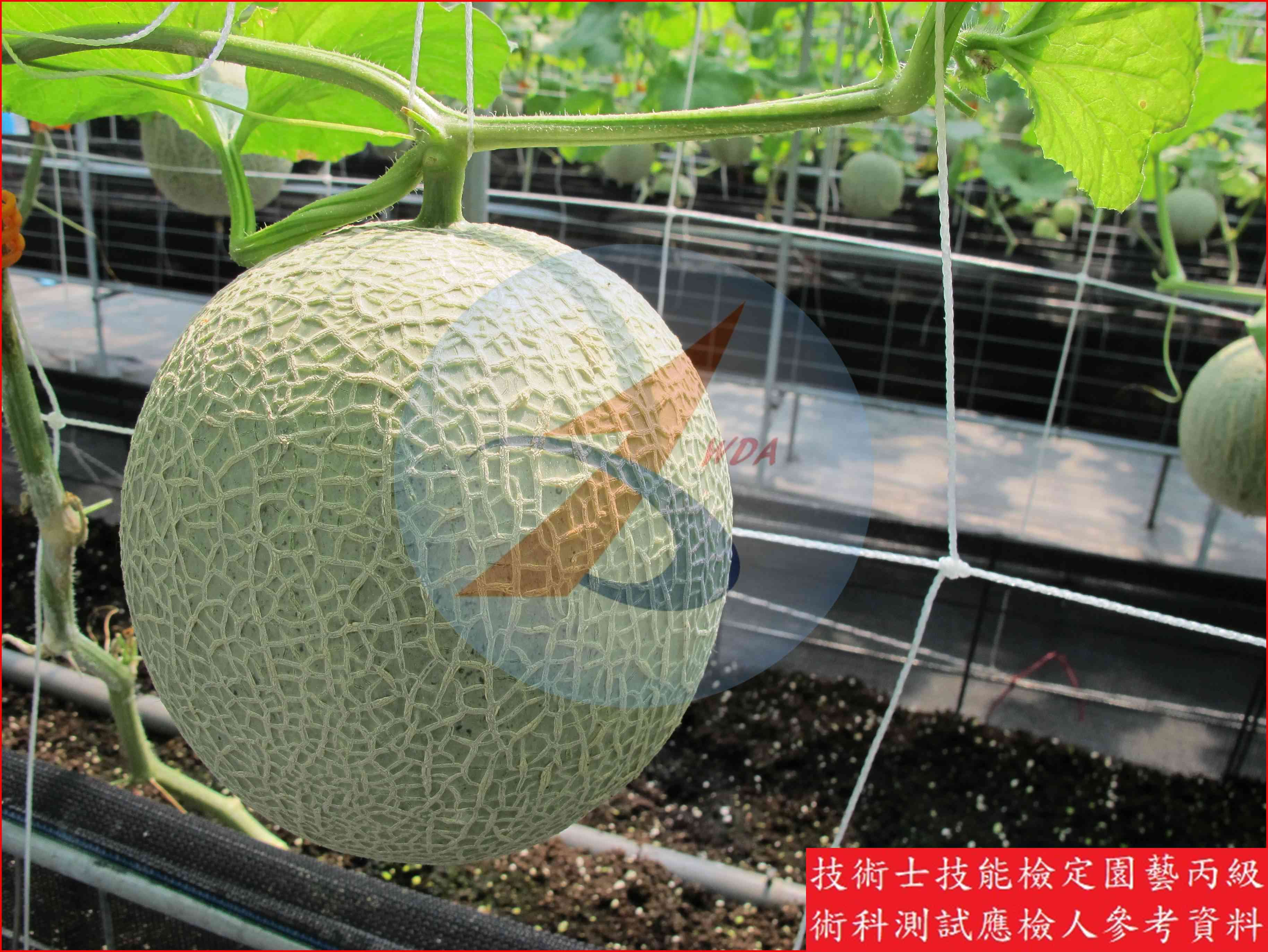 甜瓜 園藝丙級識別圖片 3