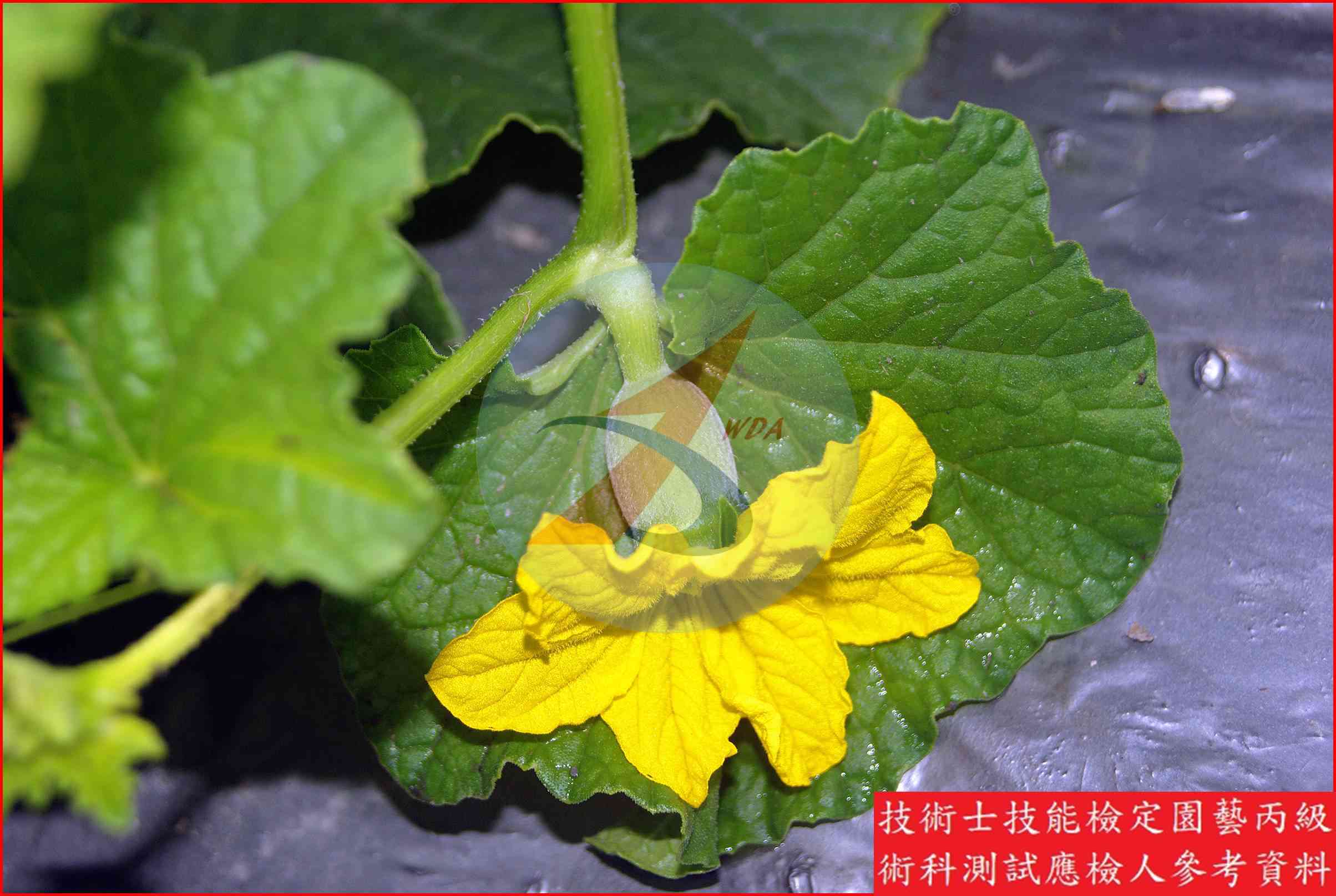 甜瓜 園藝丙級識別圖片 5