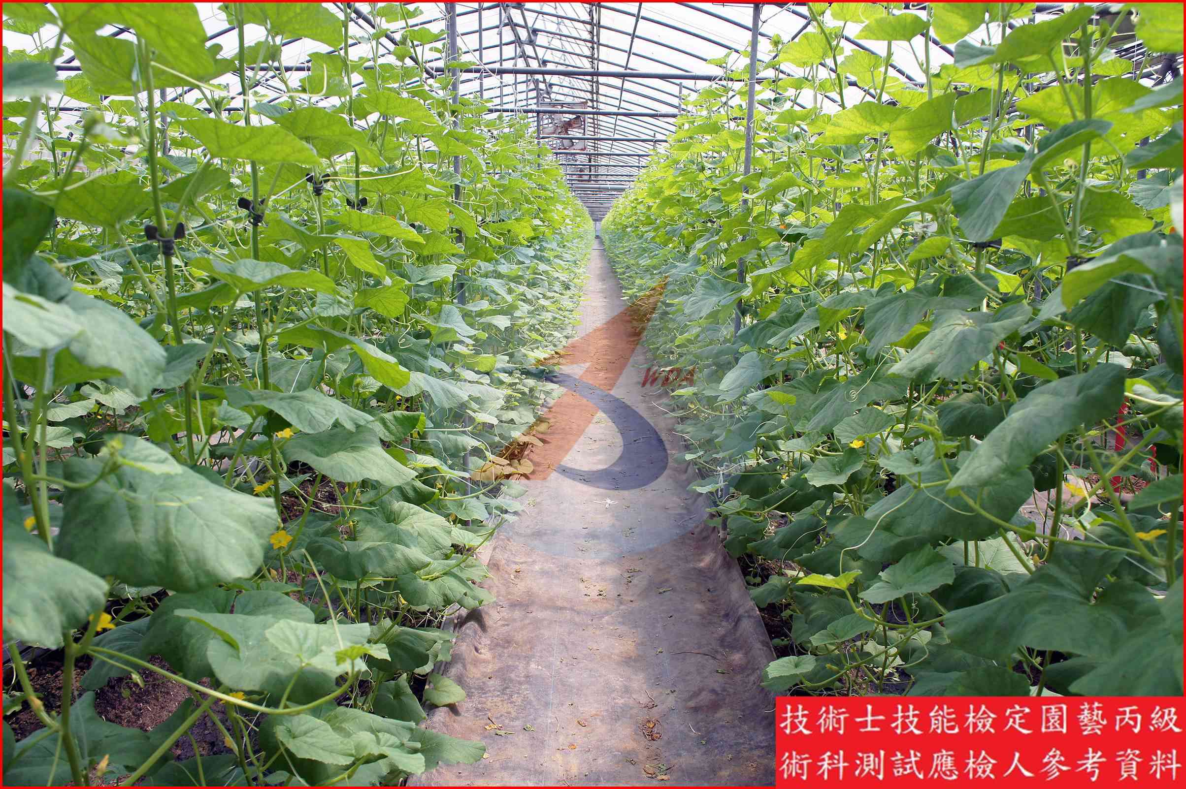 甜瓜 園藝丙級識別圖片 7