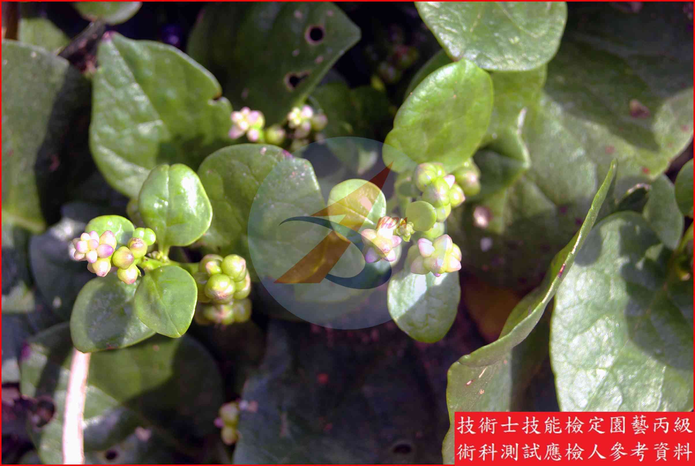落葵 園藝丙級識別圖片 2