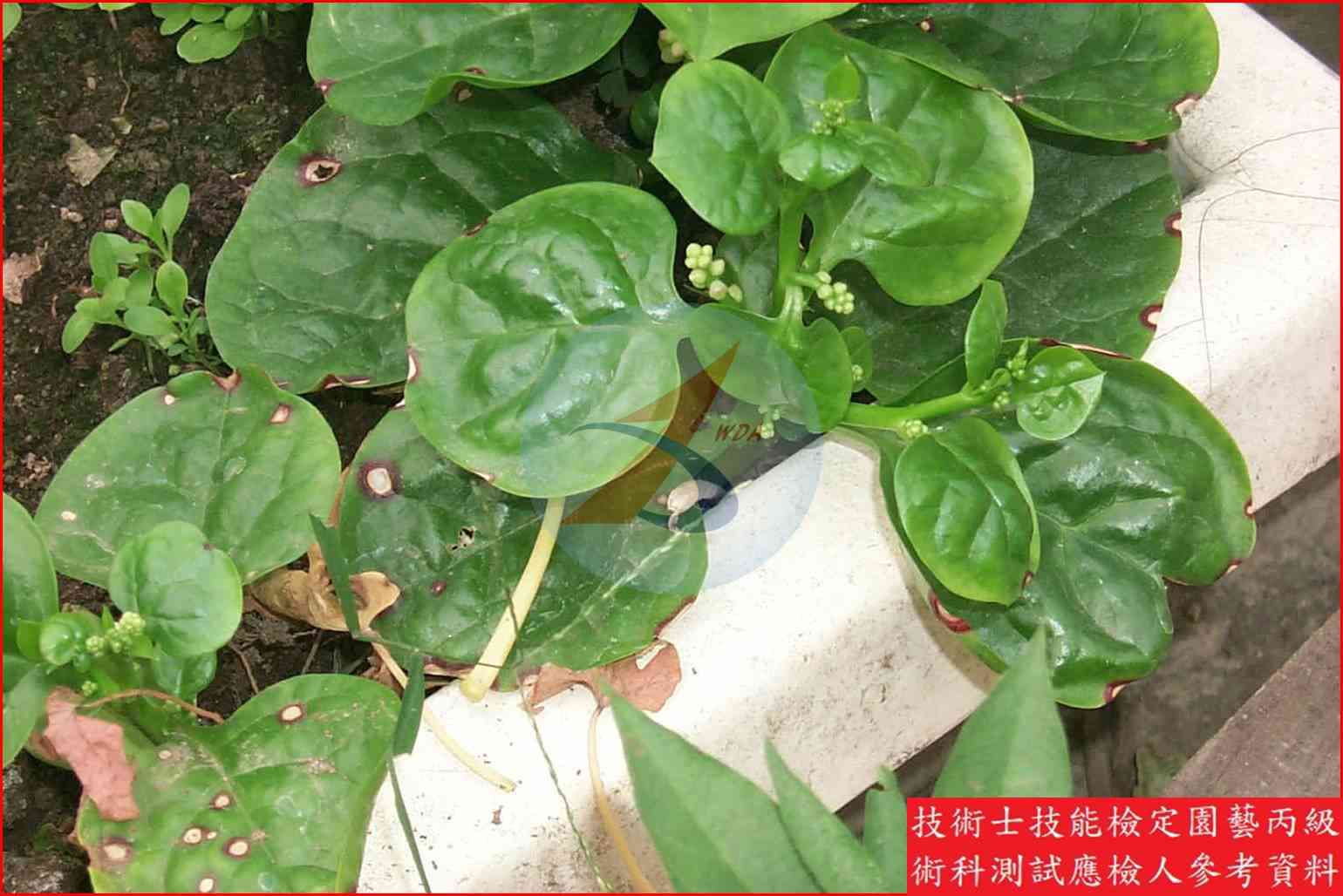落葵 園藝丙級識別圖片 4