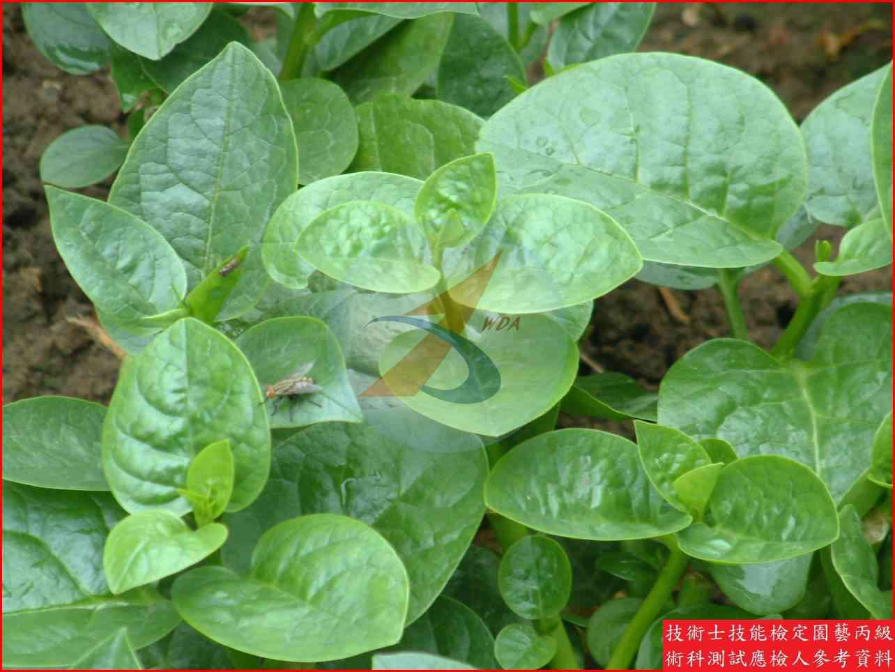 落葵 園藝丙級識別圖片 5