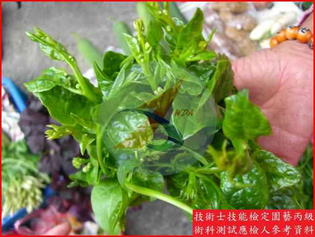 落葵 園藝丙級識別圖片 6