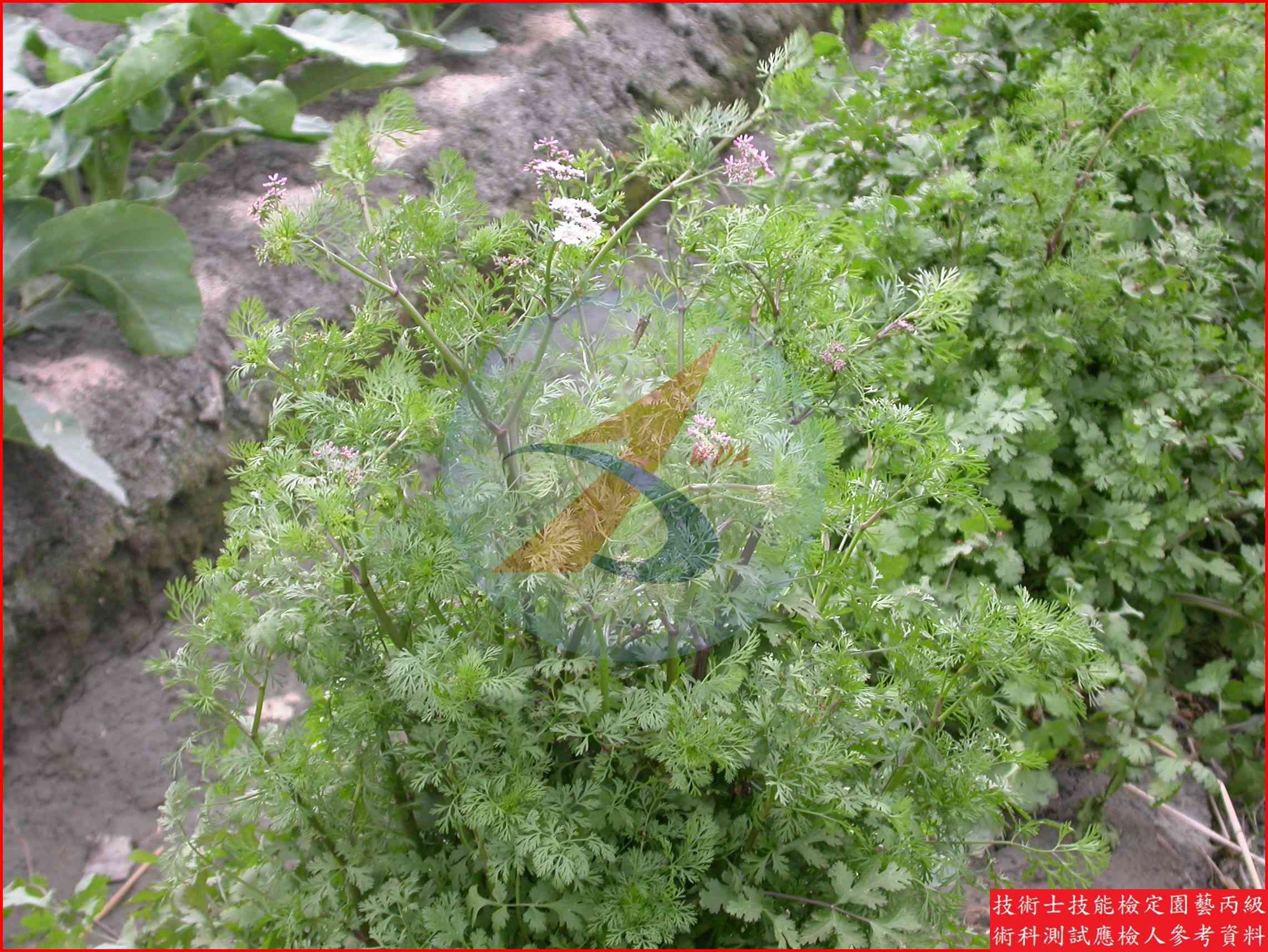 芫荽 園藝丙級識別圖片 2