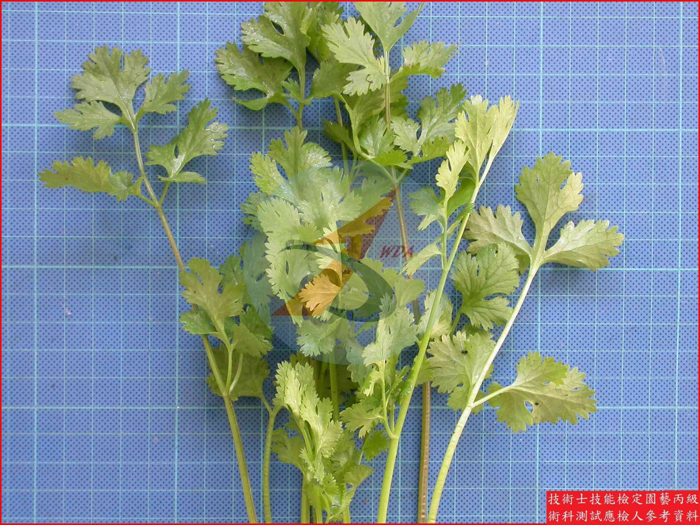 芫荽 園藝丙級識別圖片 6