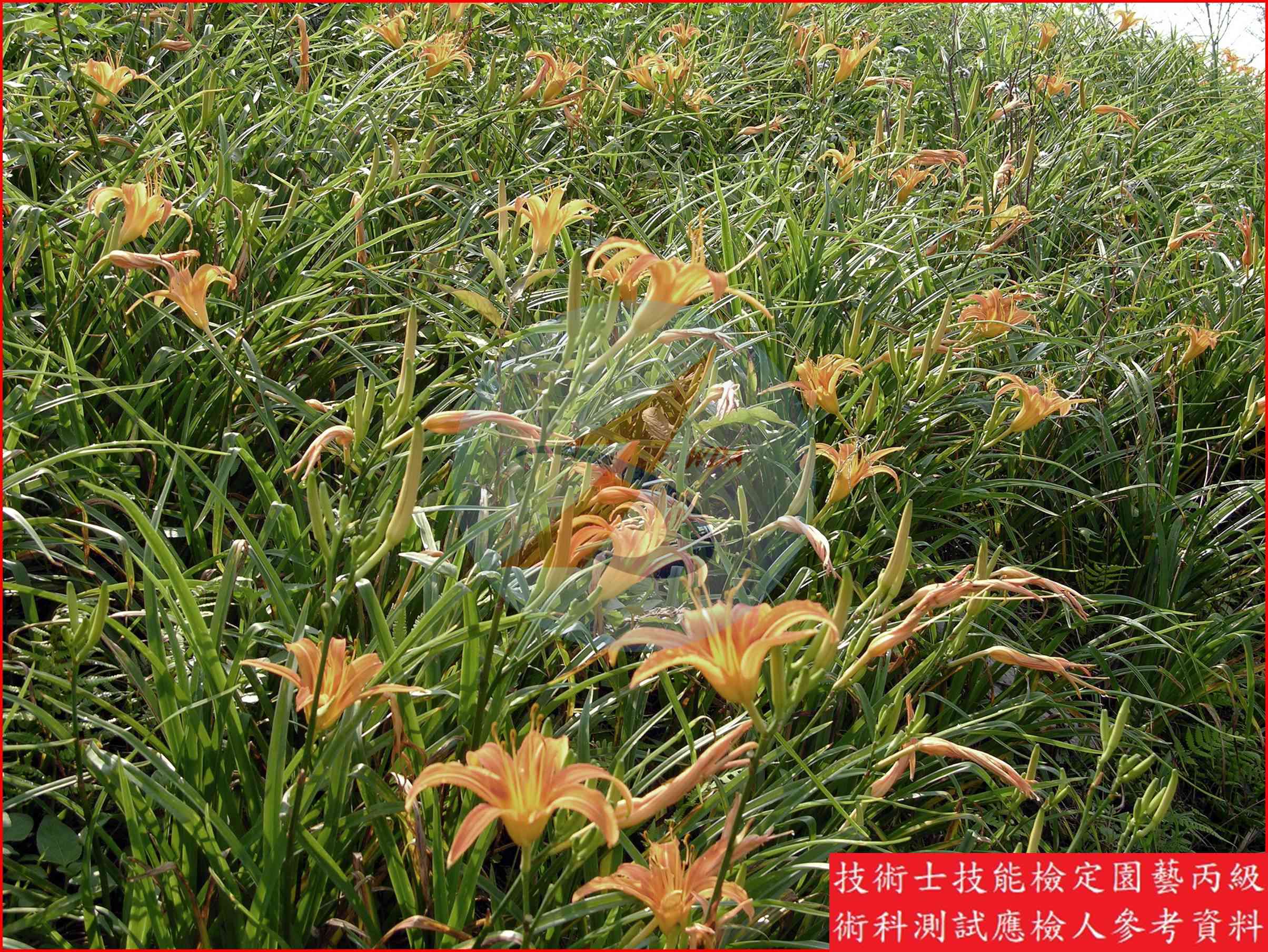 金針菜 園藝丙級識別主圖