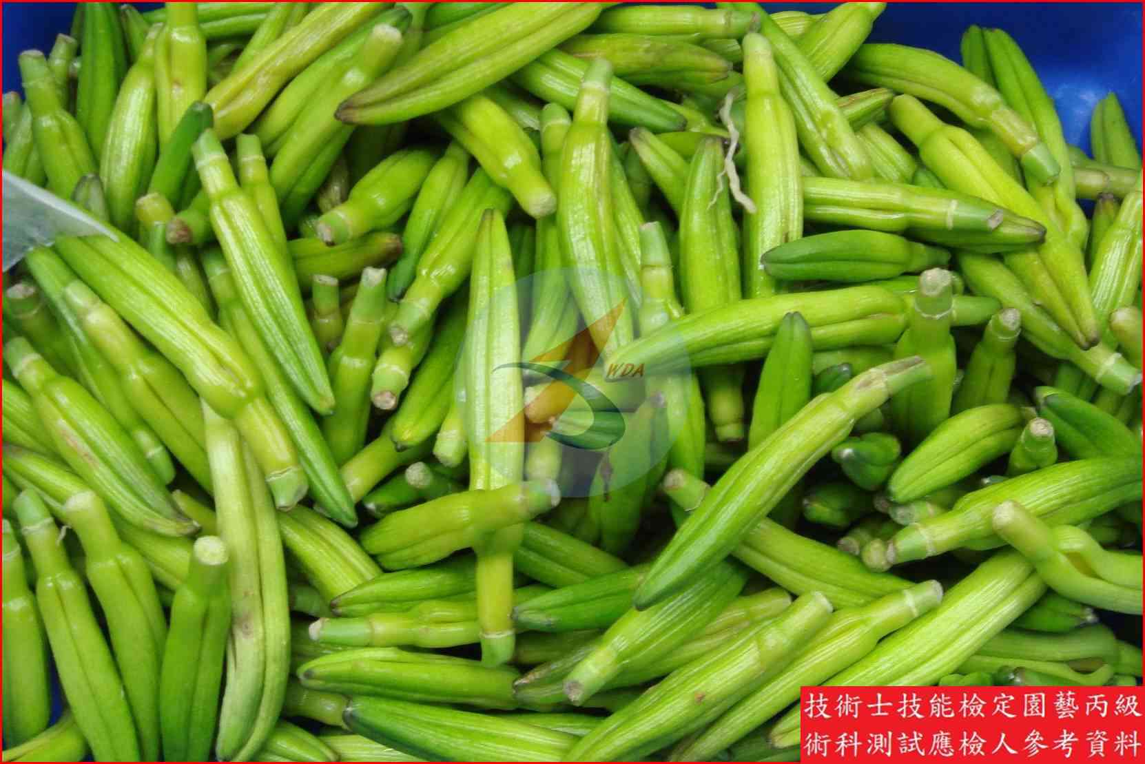 金針菜 園藝丙級識別圖片 2