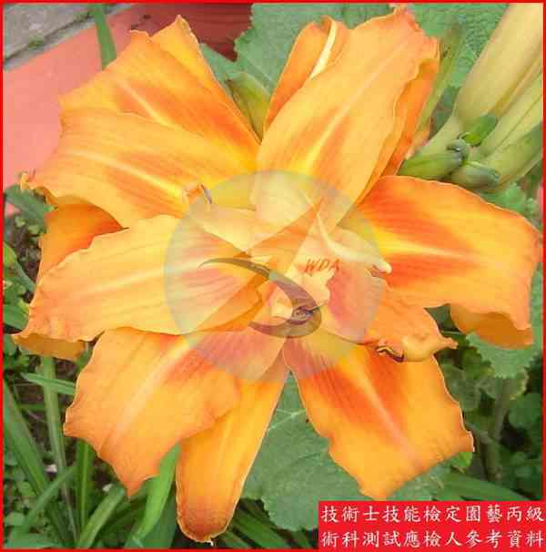 金針菜 園藝丙級識別圖片 3