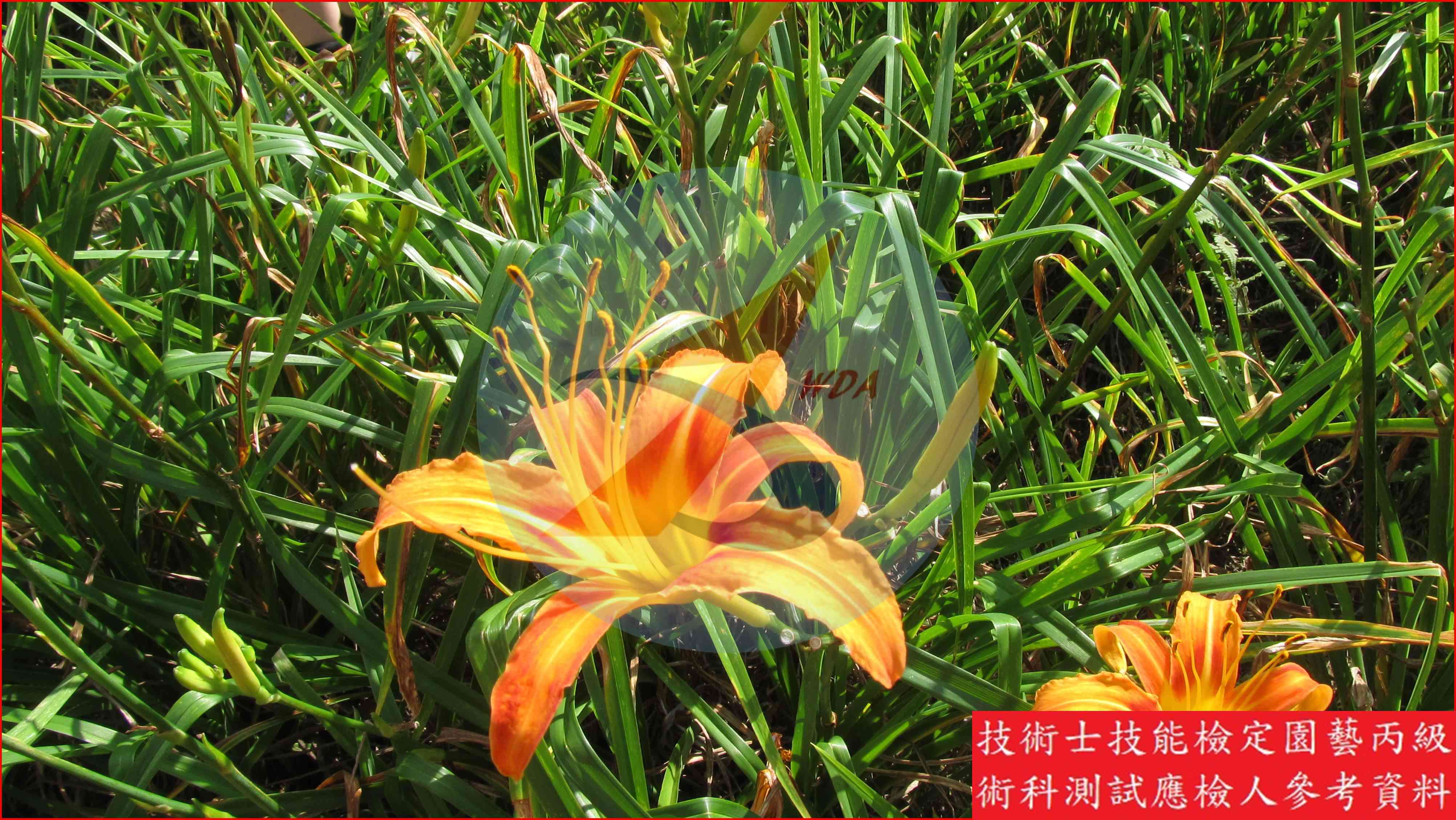 金針菜 園藝丙級識別圖片 4