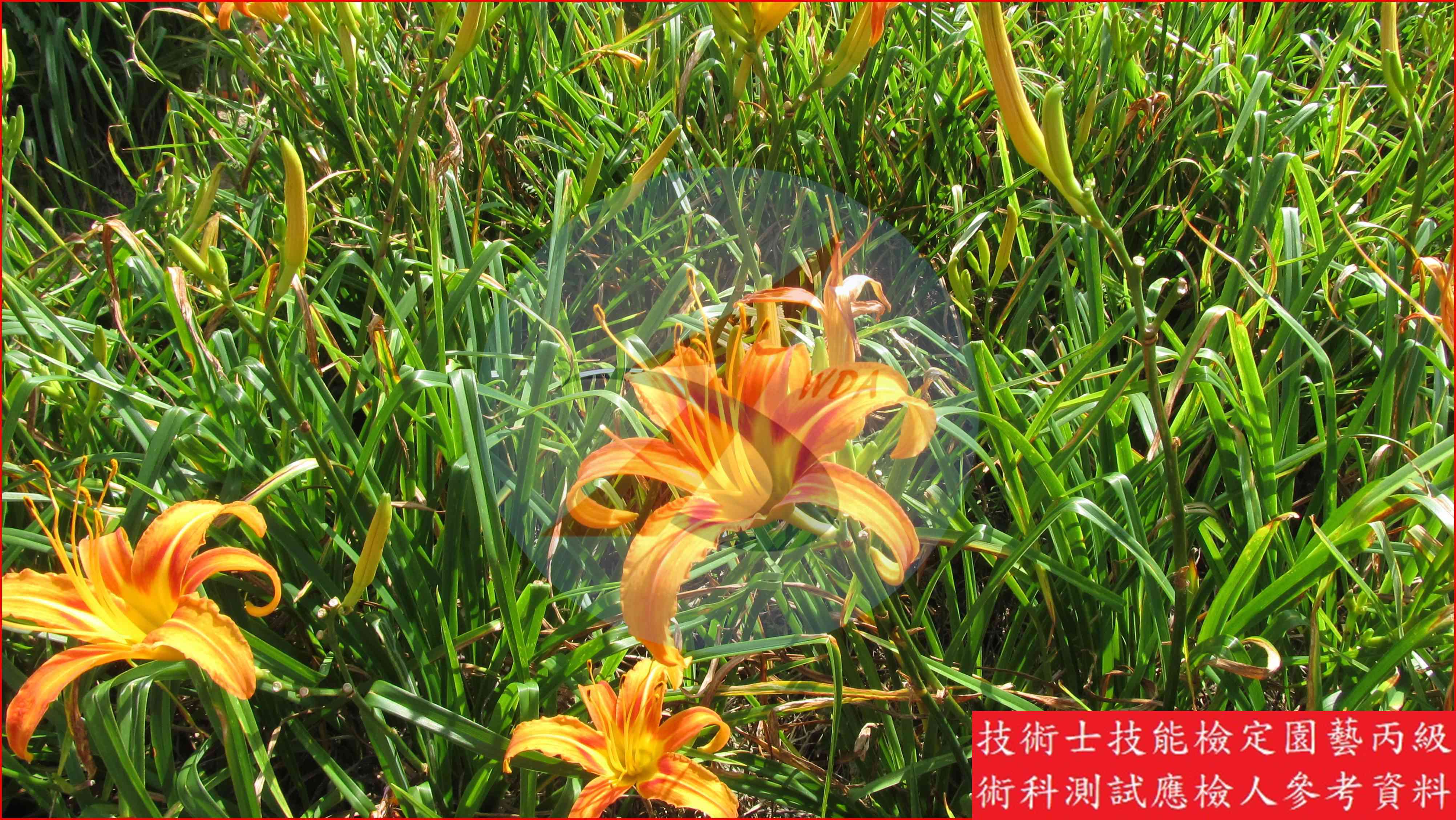 金針菜 園藝丙級識別圖片 5