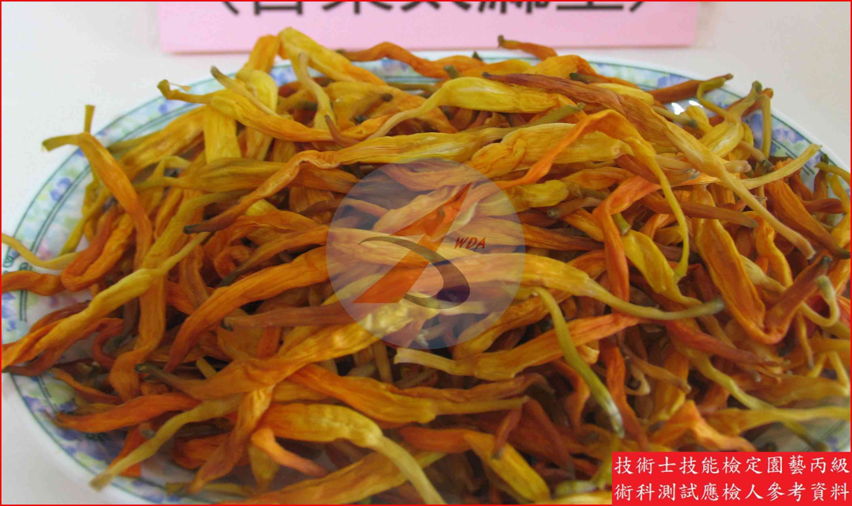 金針菜 園藝丙級識別圖片 6