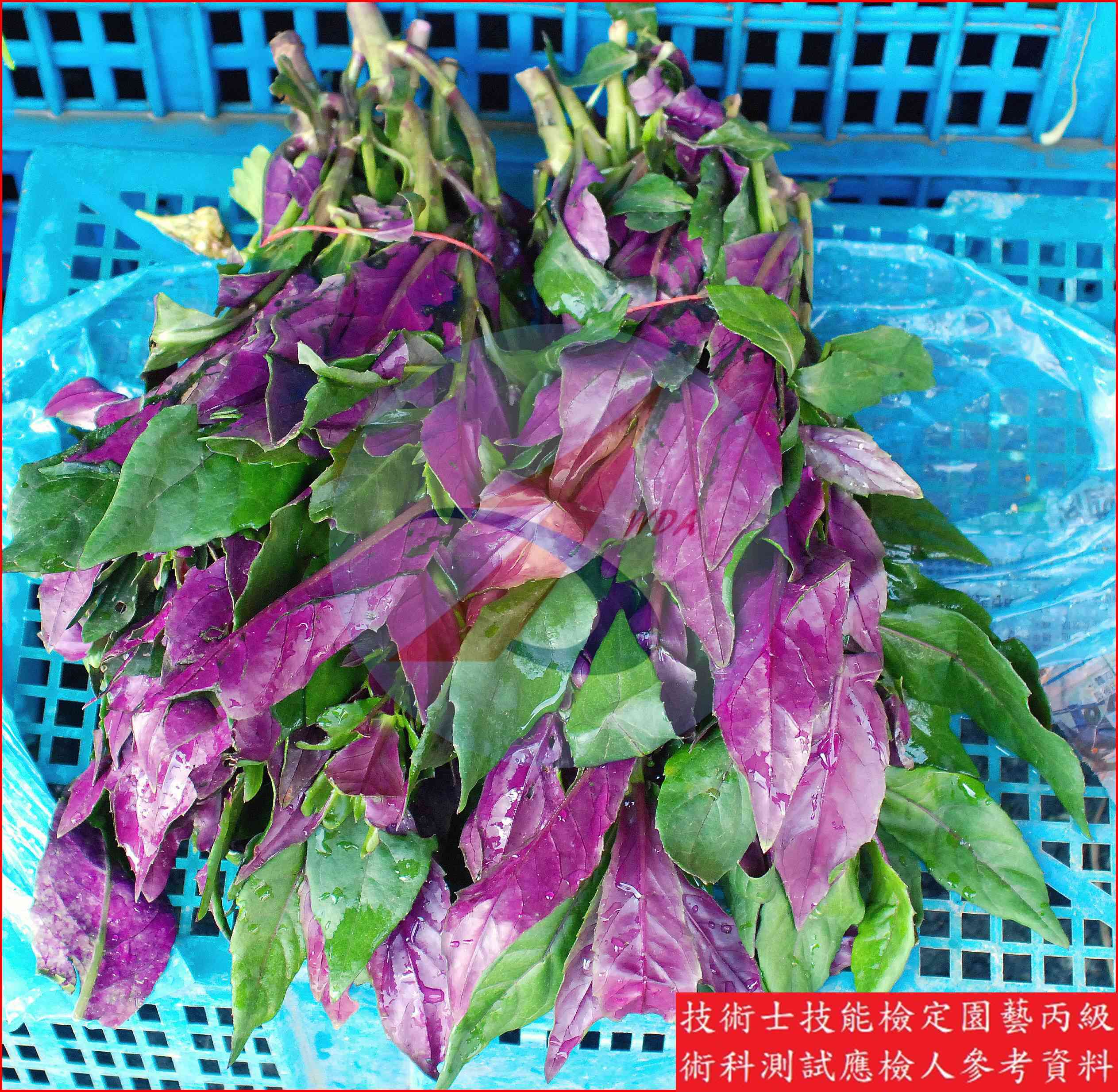 紅鳳菜 園藝丙級辨識圖片
