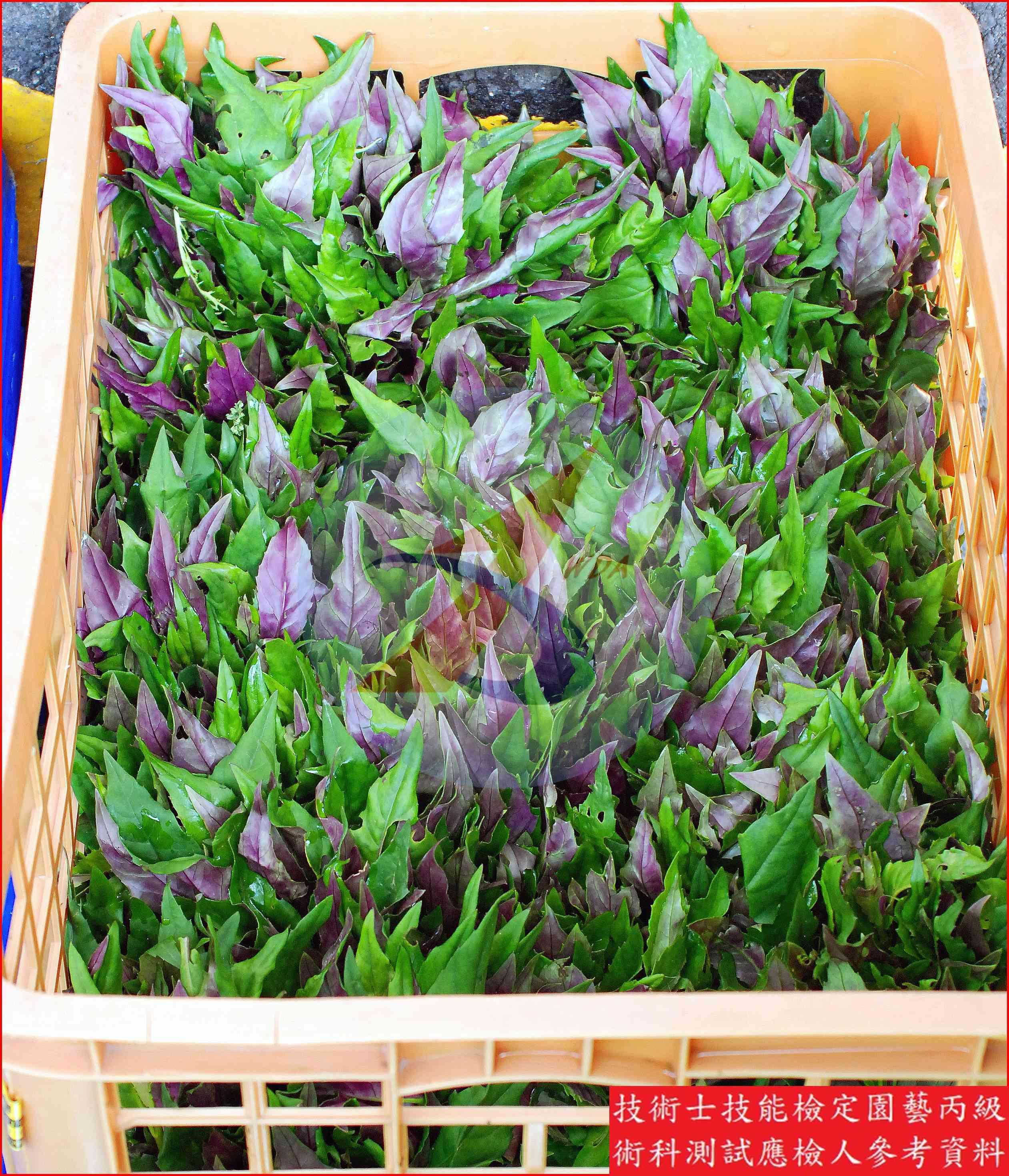 紅鳳菜 園藝丙級識別圖片 2