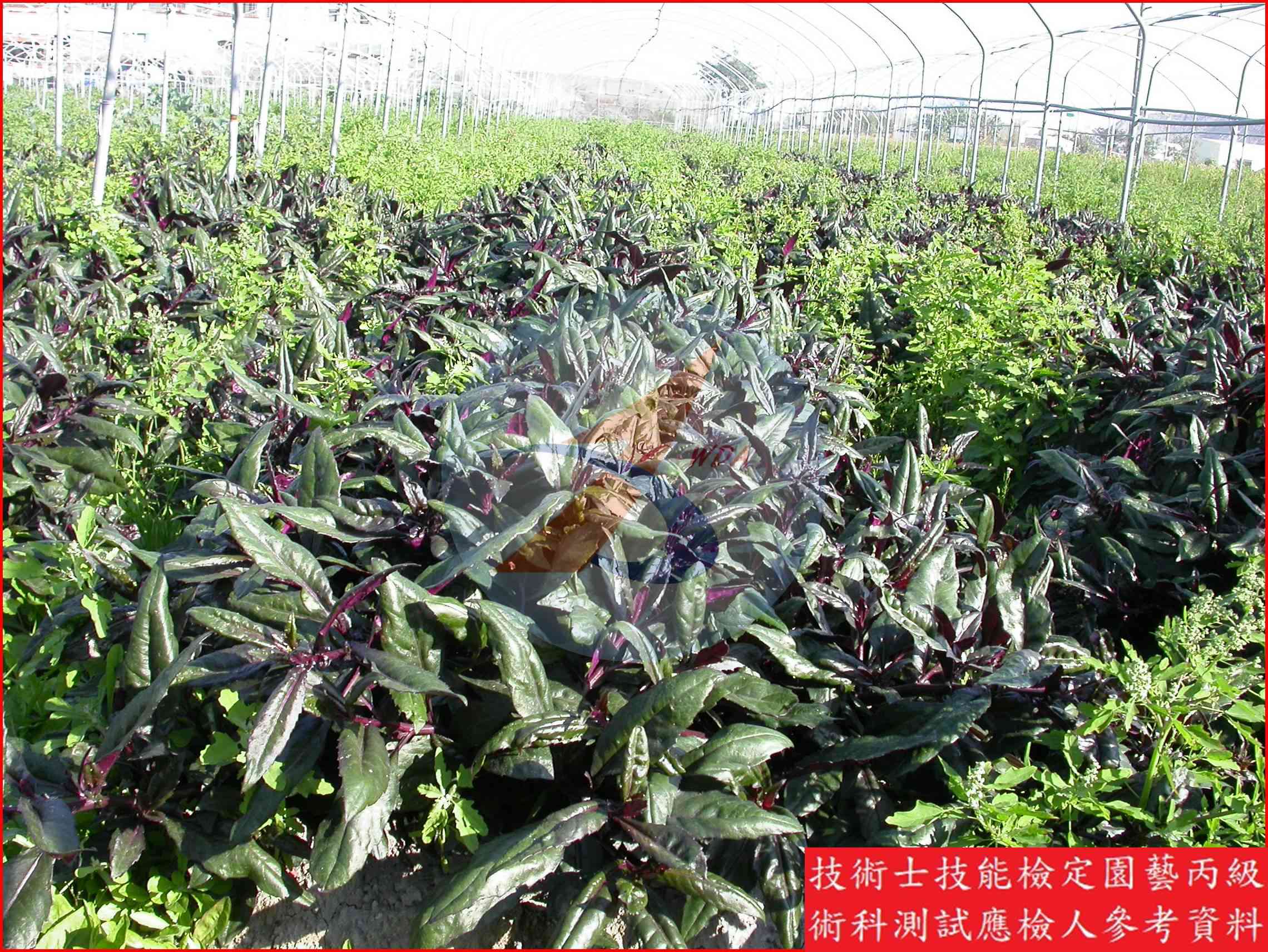紅鳳菜 園藝丙級識別圖片 3