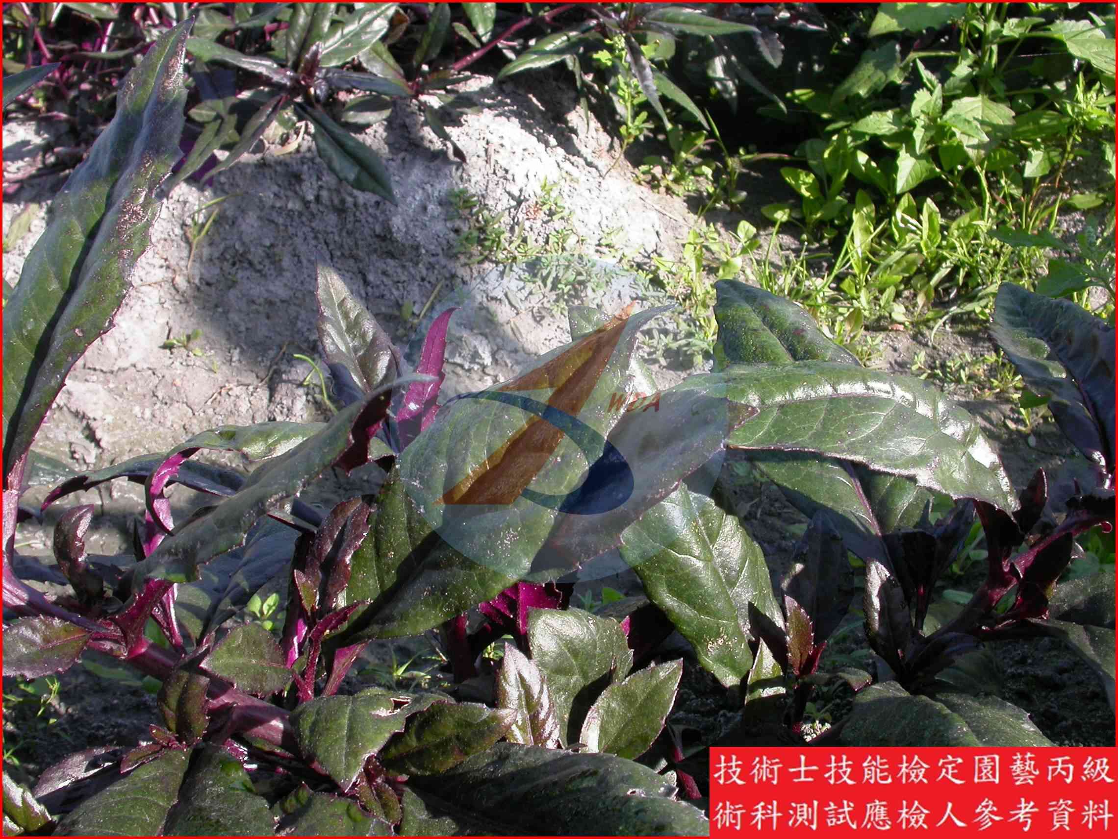 紅鳳菜 園藝丙級識別圖片 4