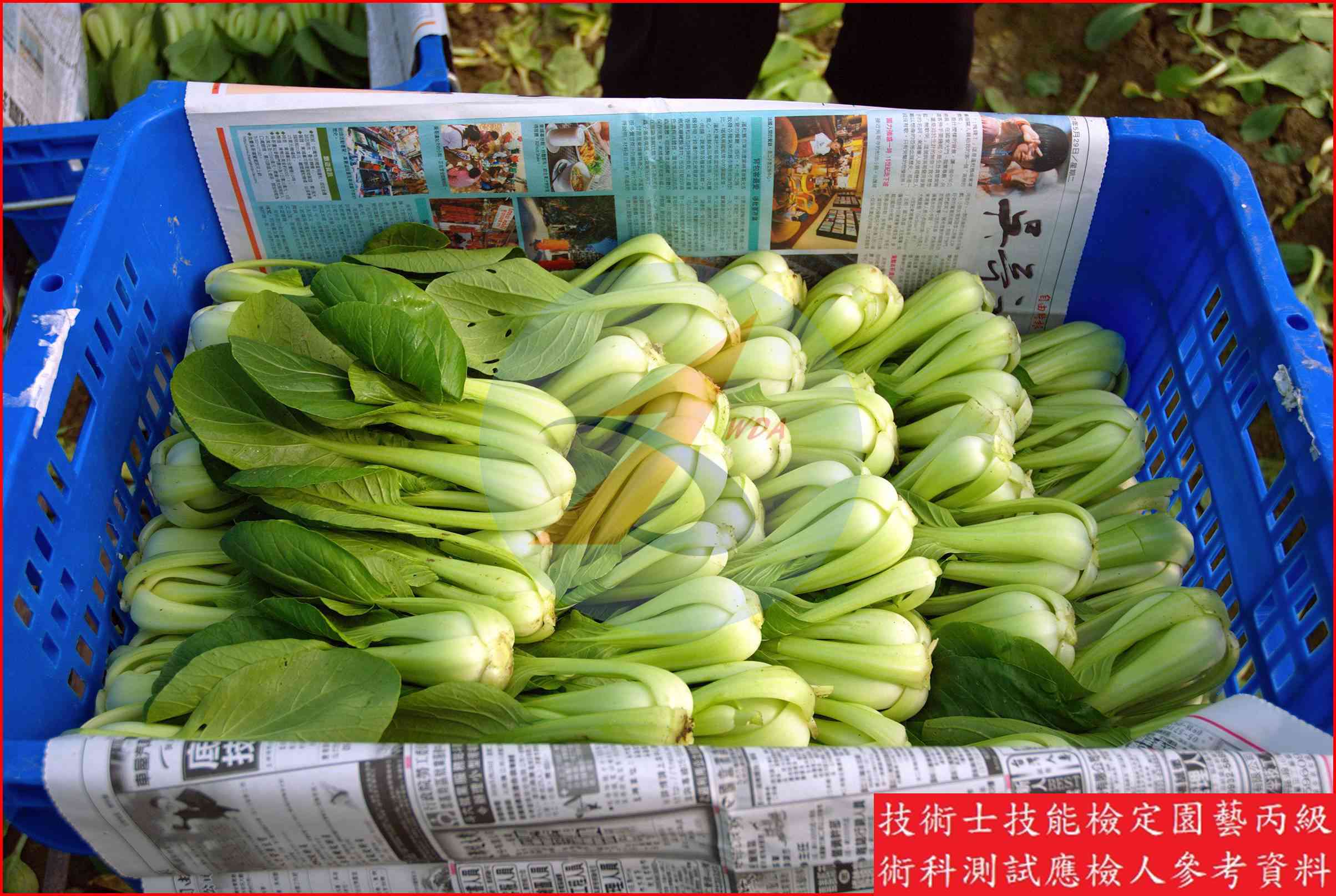 青梗白菜 園藝丙級辨識圖片