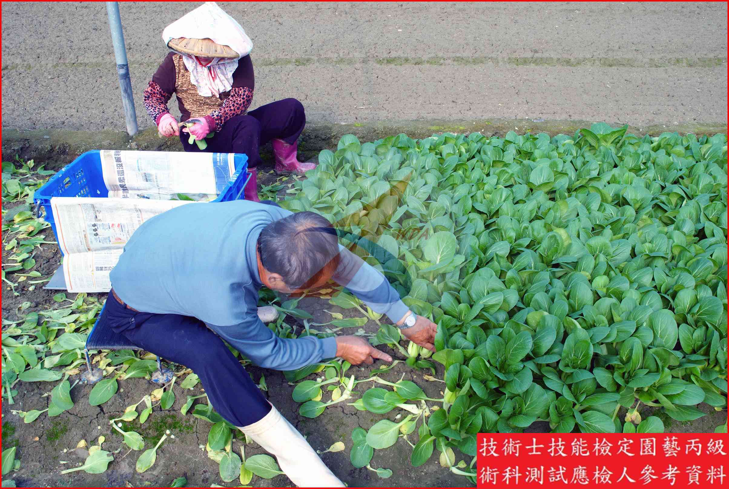 青梗白菜 園藝丙級識別圖片 2