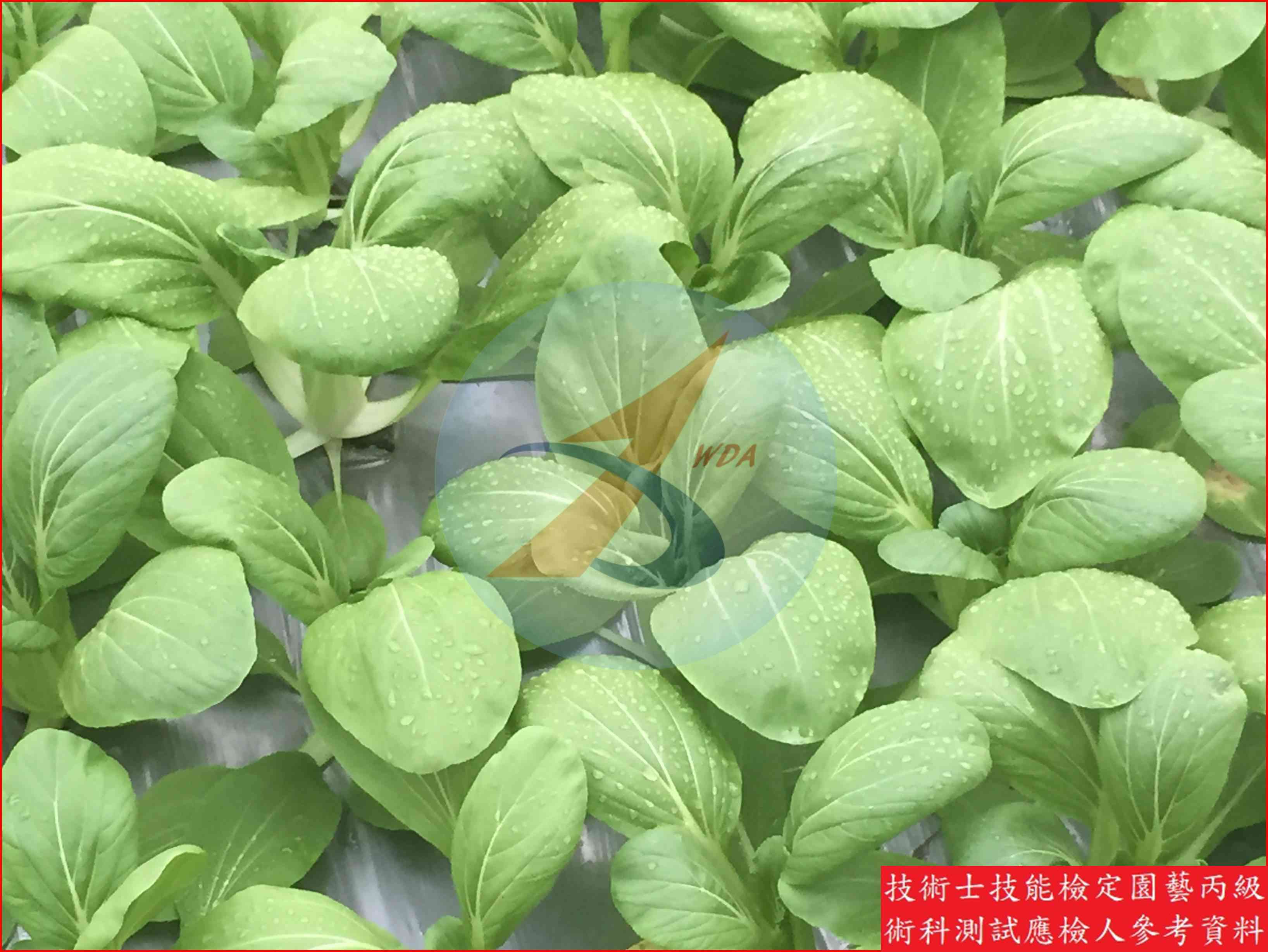 青梗白菜 園藝丙級識別圖片 3