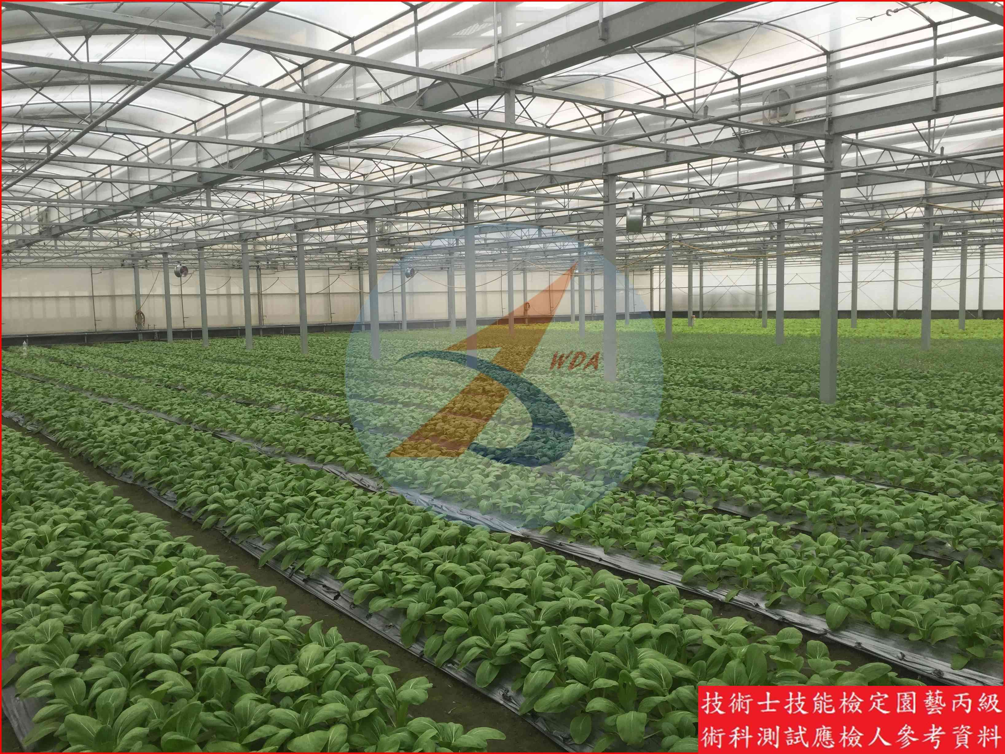 青梗白菜 園藝丙級識別圖片 4