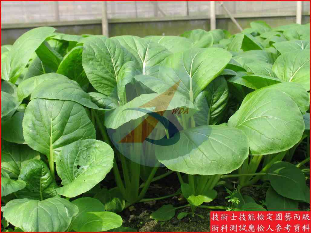 青梗白菜 園藝丙級識別圖片 5