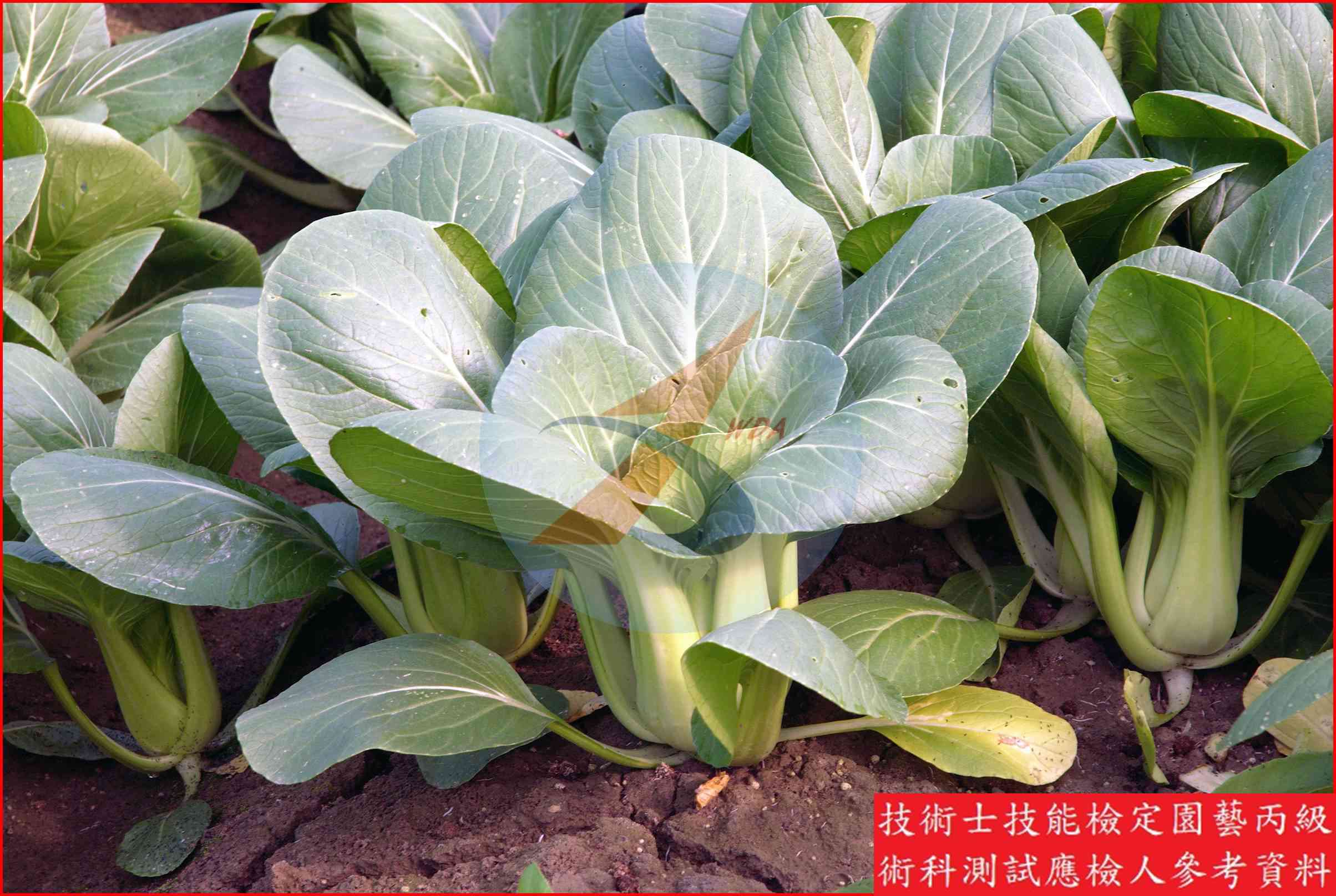青梗白菜 園藝丙級識別圖片 6