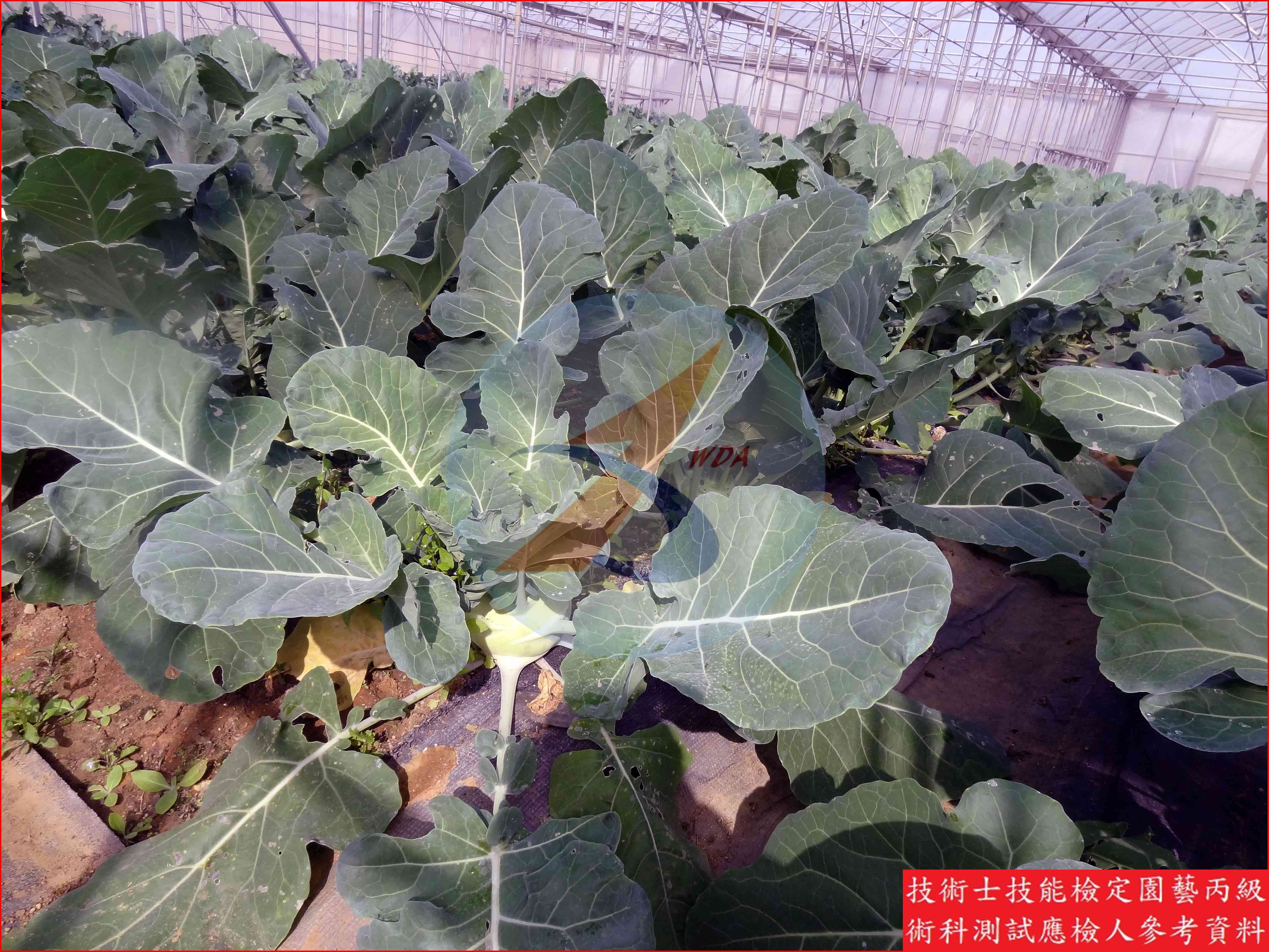球莖甘藍 園藝丙級辨識圖片