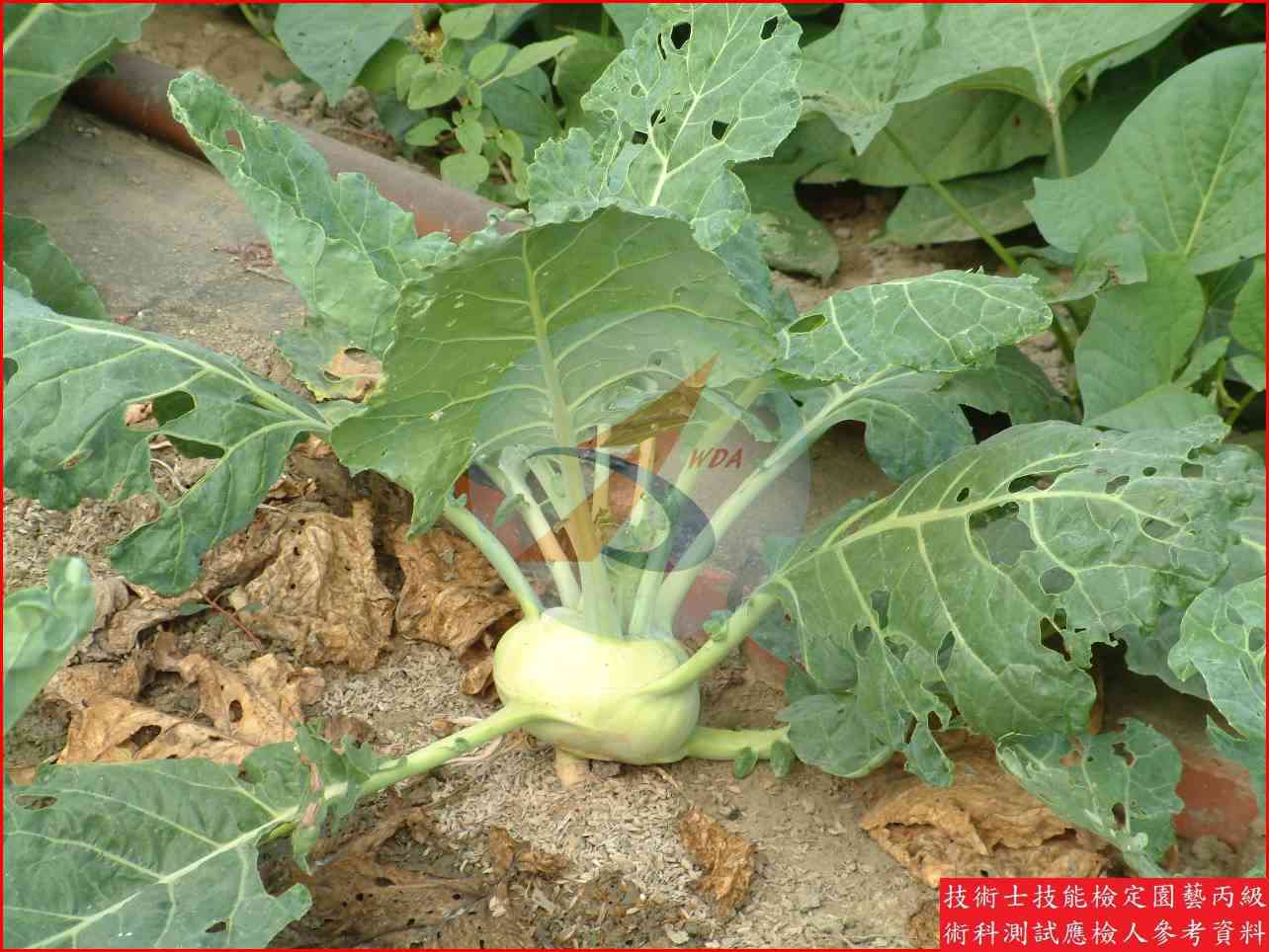 球莖甘藍 園藝丙級識別圖片 10