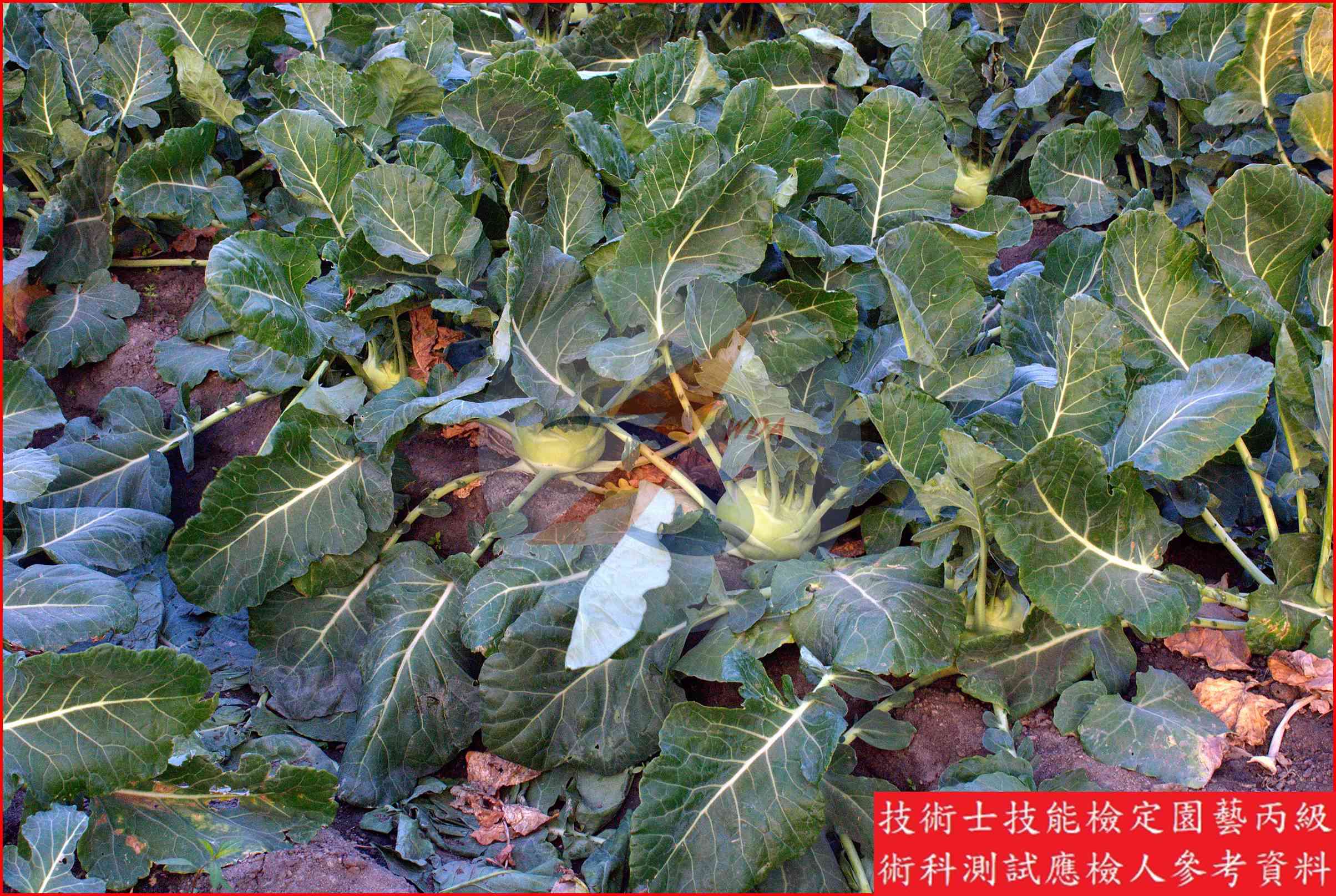 球莖甘藍 園藝丙級識別圖片 3