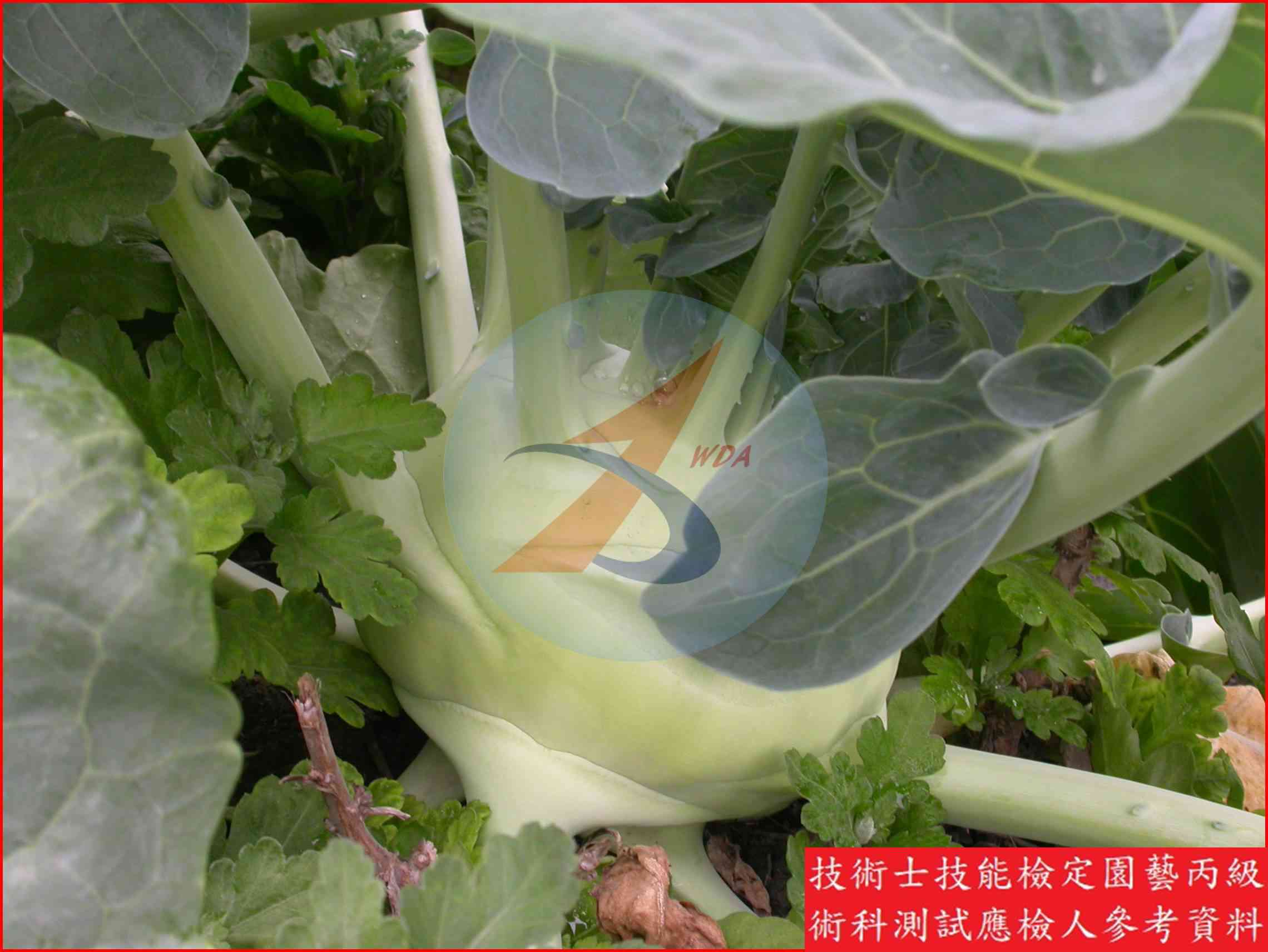 球莖甘藍 園藝丙級識別圖片 4