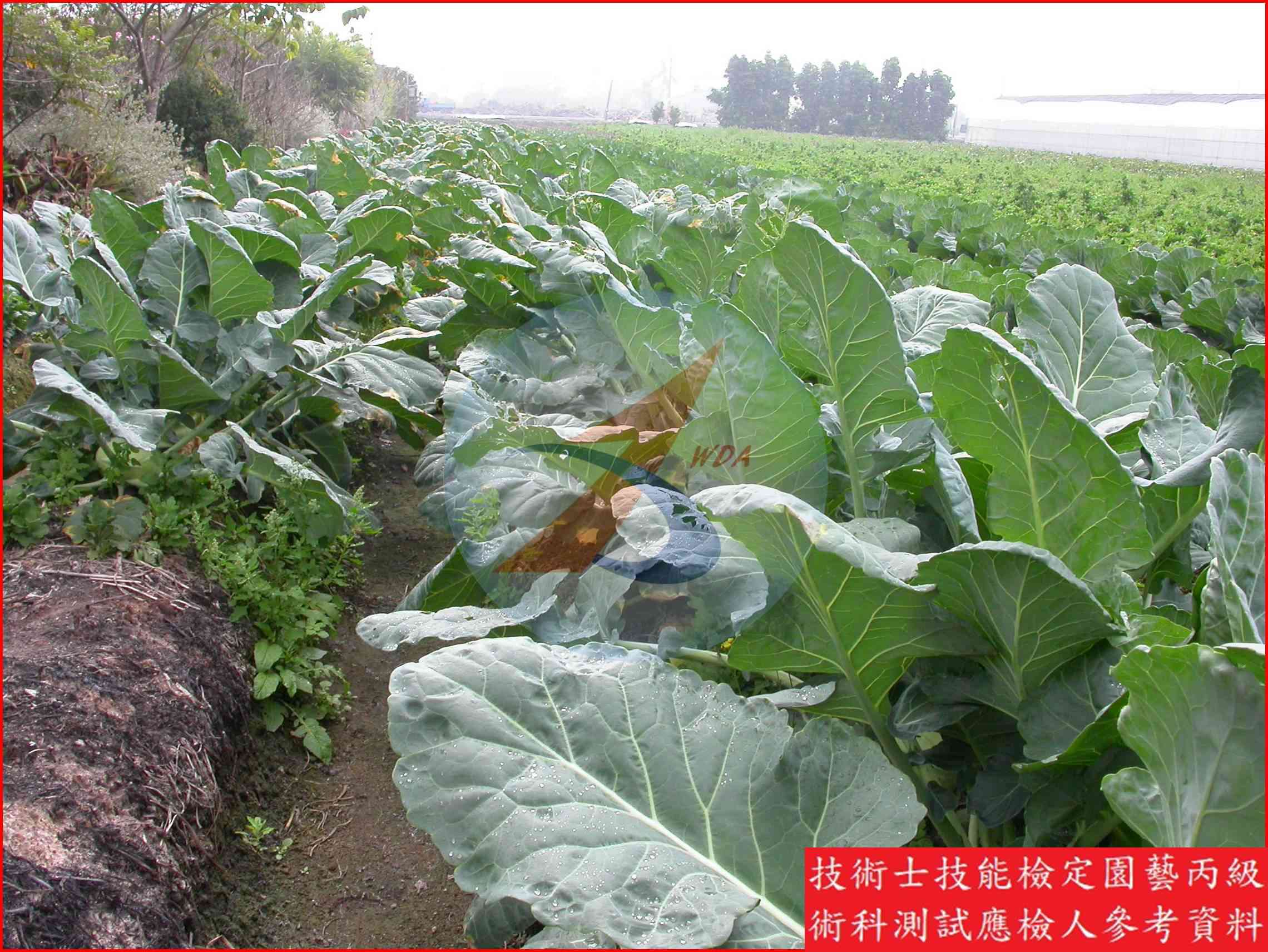 球莖甘藍 園藝丙級識別圖片 5