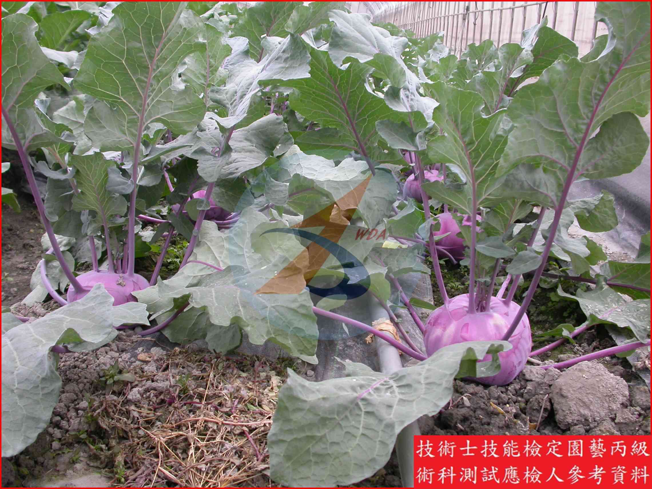 球莖甘藍 園藝丙級識別圖片 6
